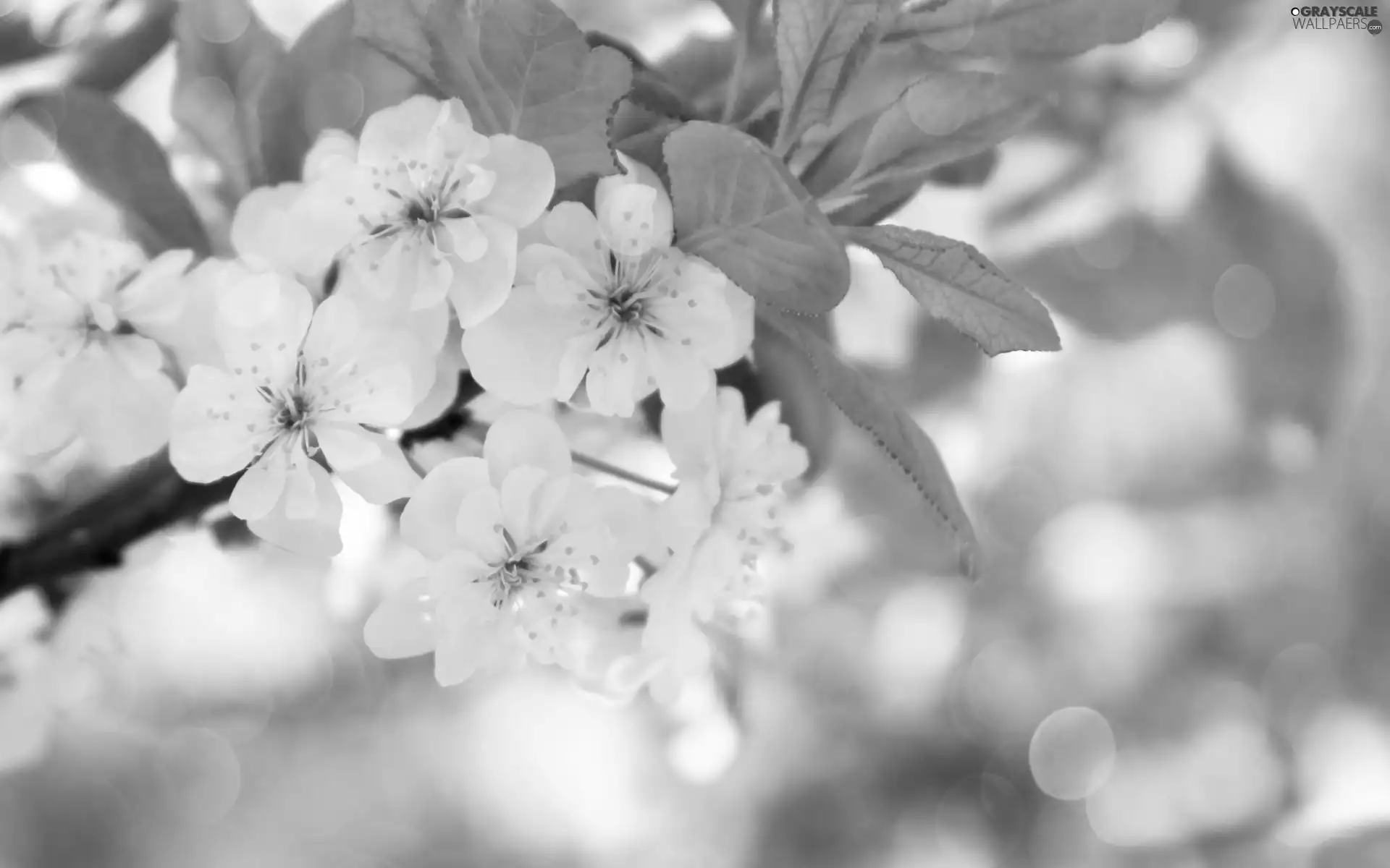 Flowers, trees, White