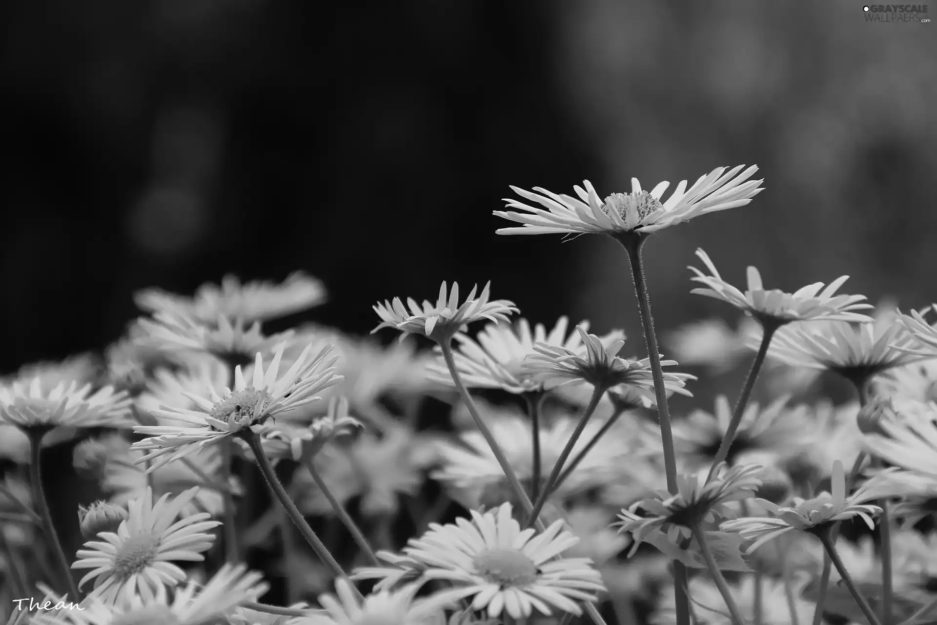 Yellow, Flowers