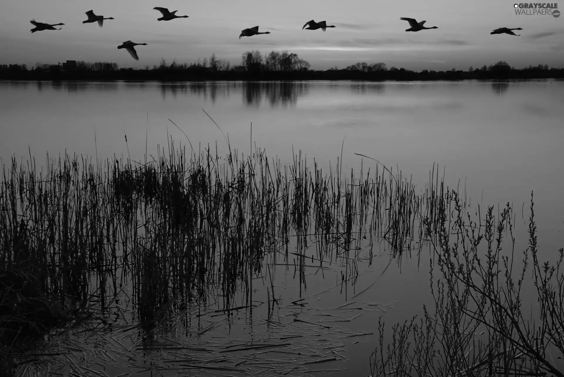 flying, birds, west, sun, lake