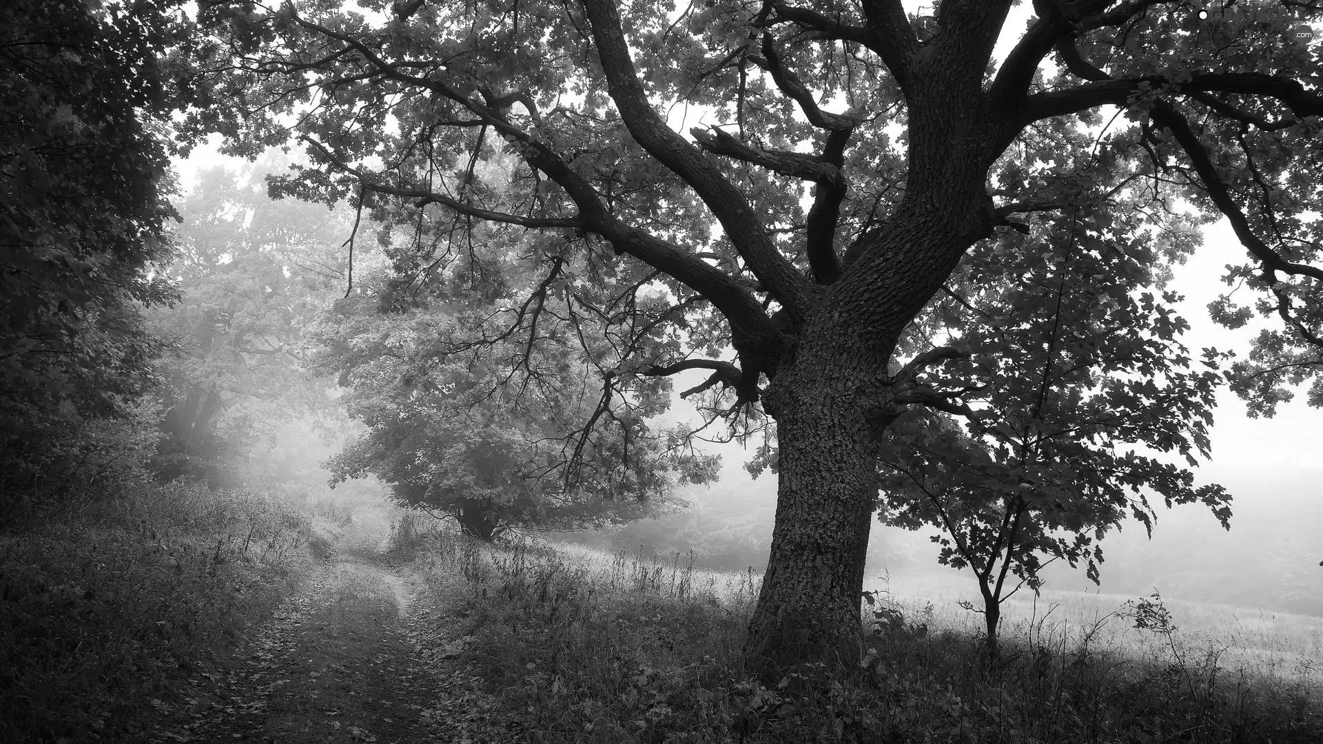 viewes, Way, Fog, autumn, Leaf, trees