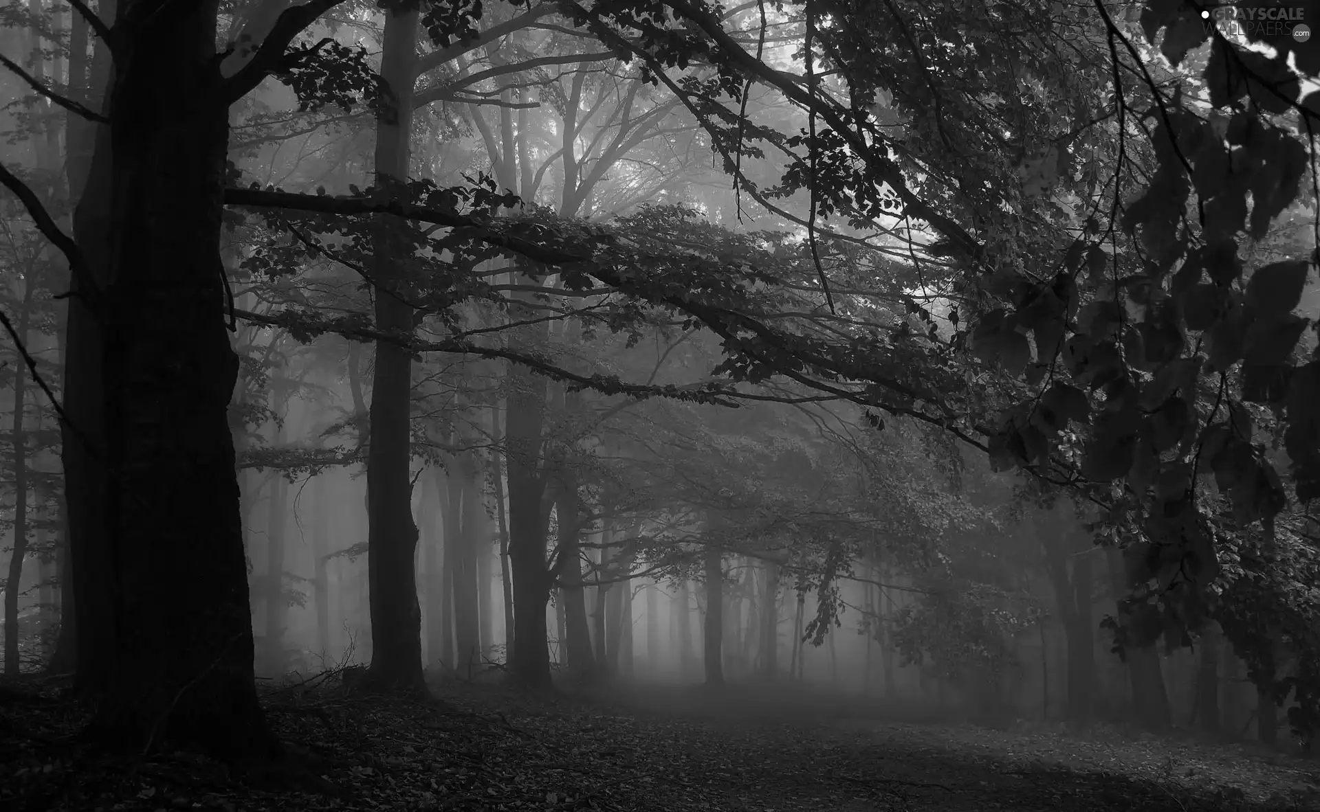 autumn, viewes, Fog, trees