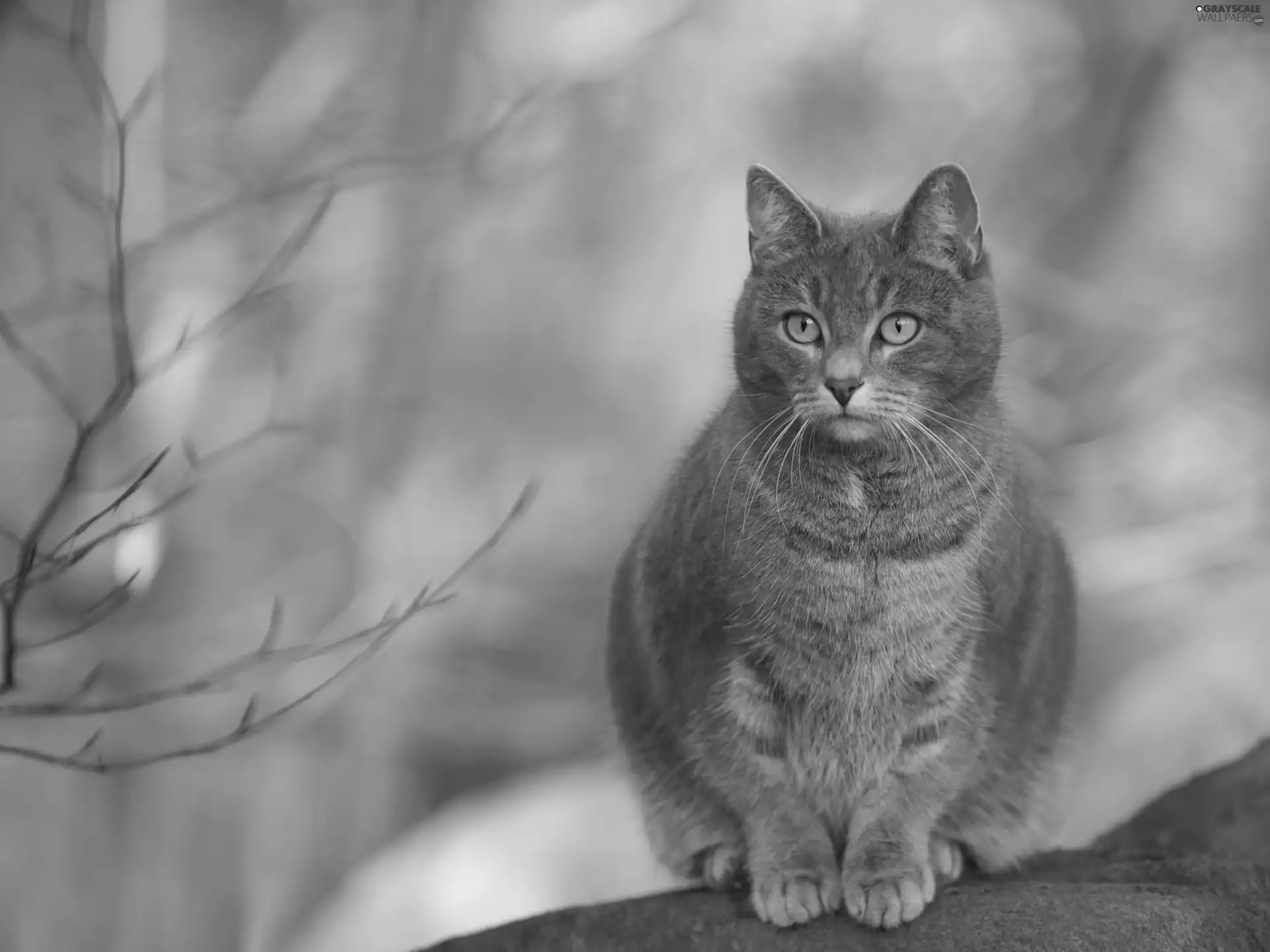 Fog, Gray, cat