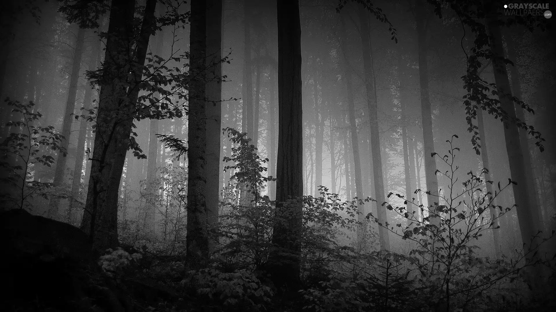 forest, Fog