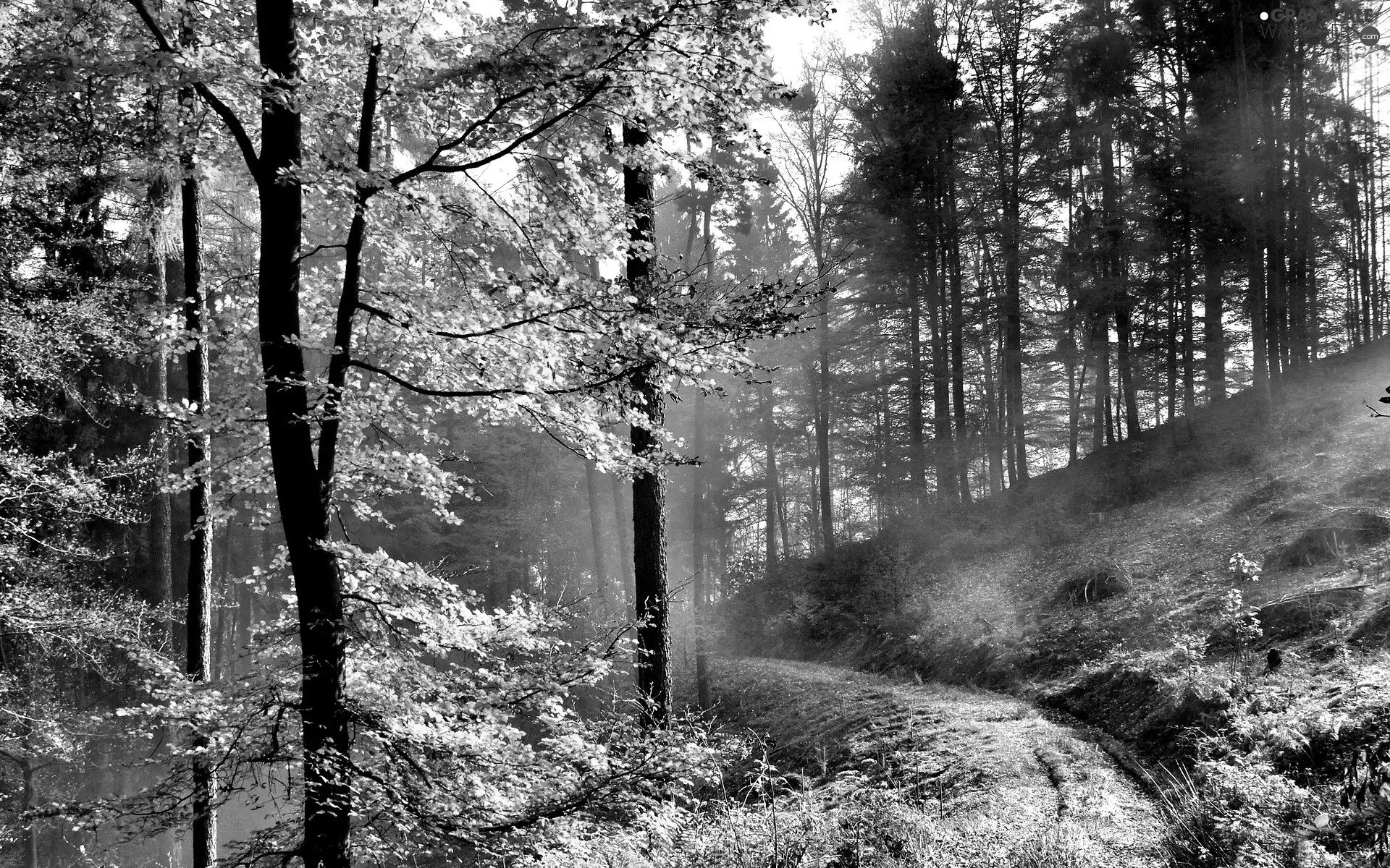 forest, morning, Fog, Way