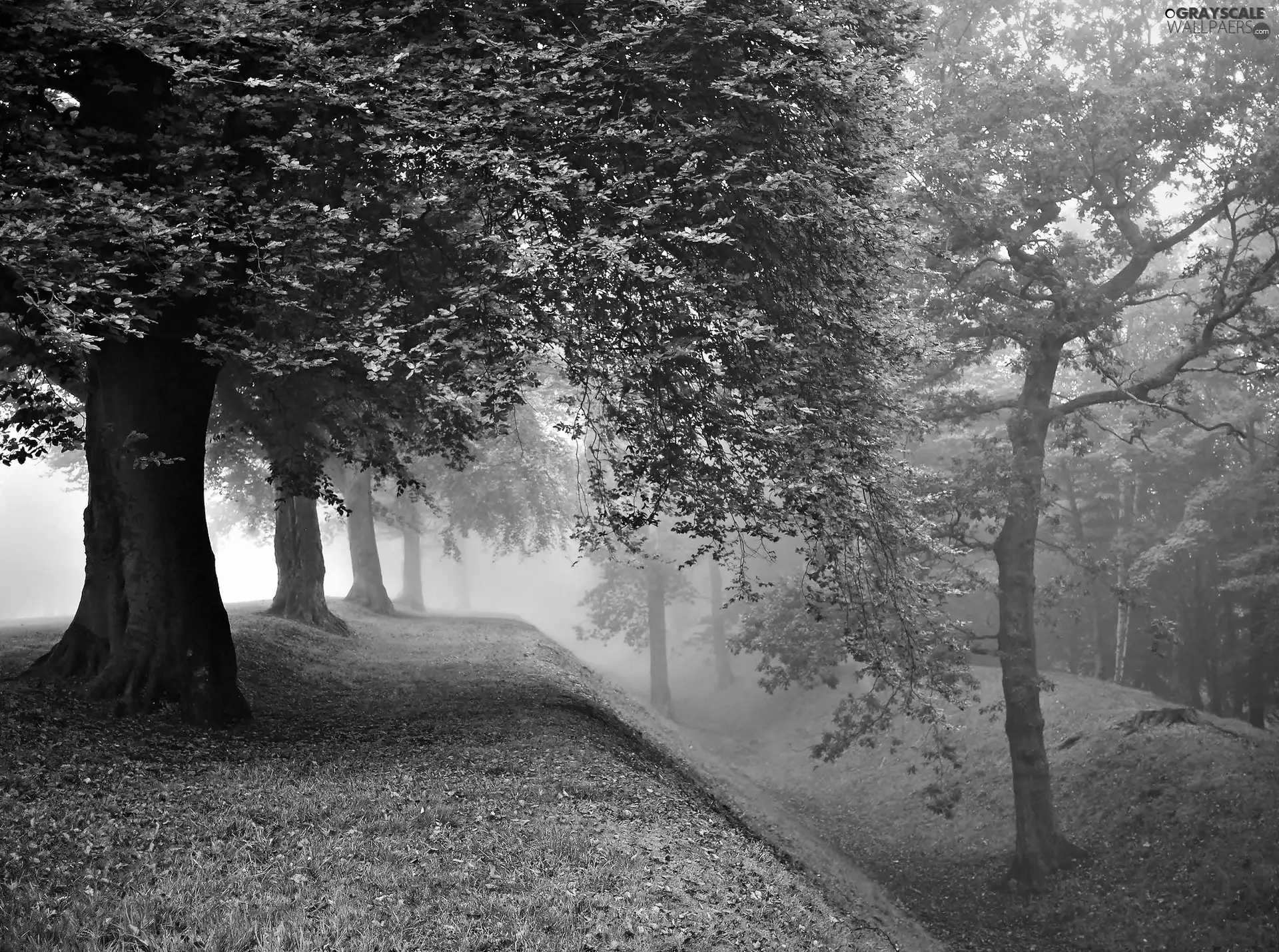 Fog, autumn, Park