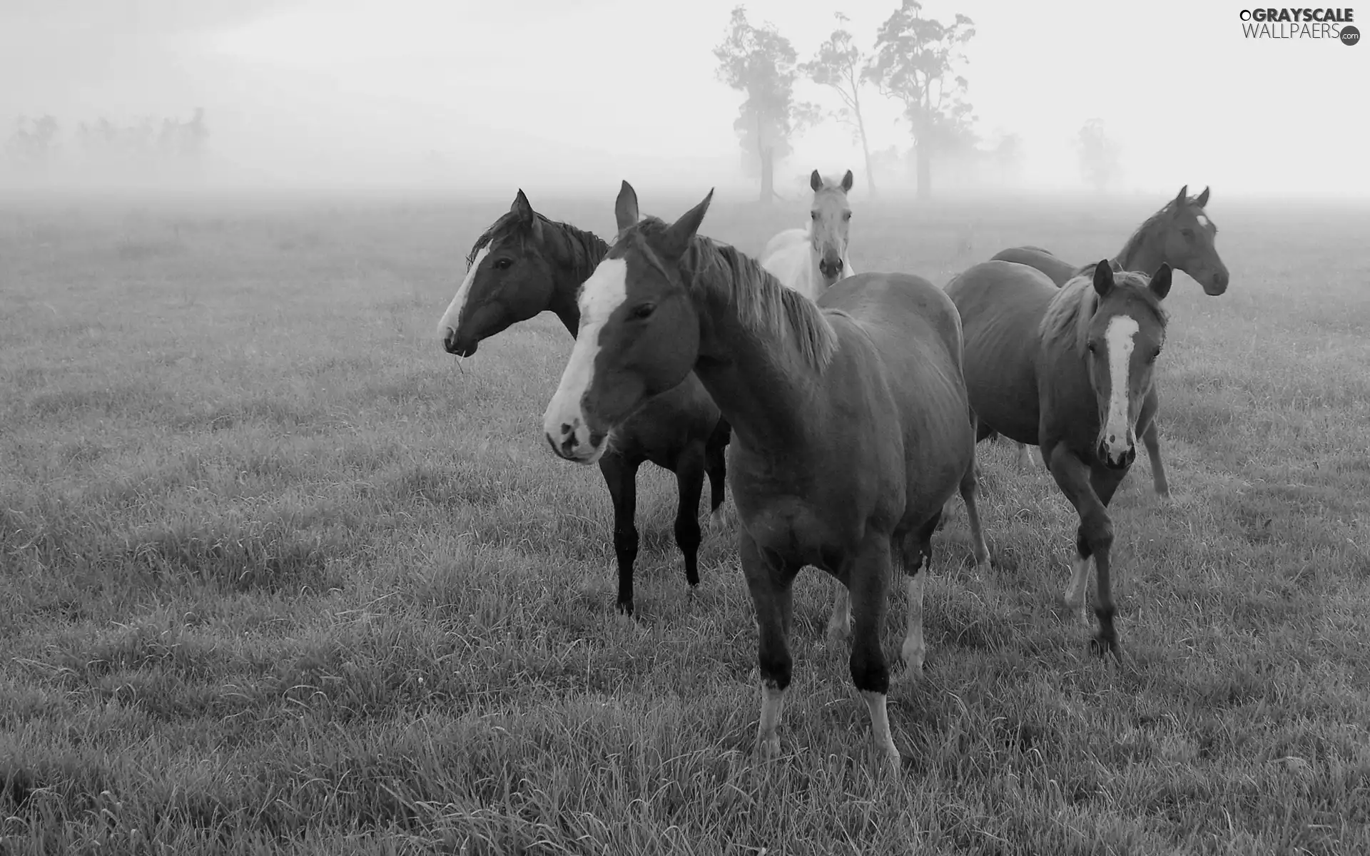 Fog, bloodstock, pasture