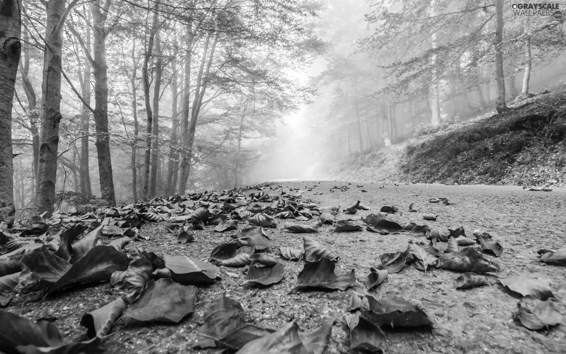 Fog, Way, trees, viewes, Leaf