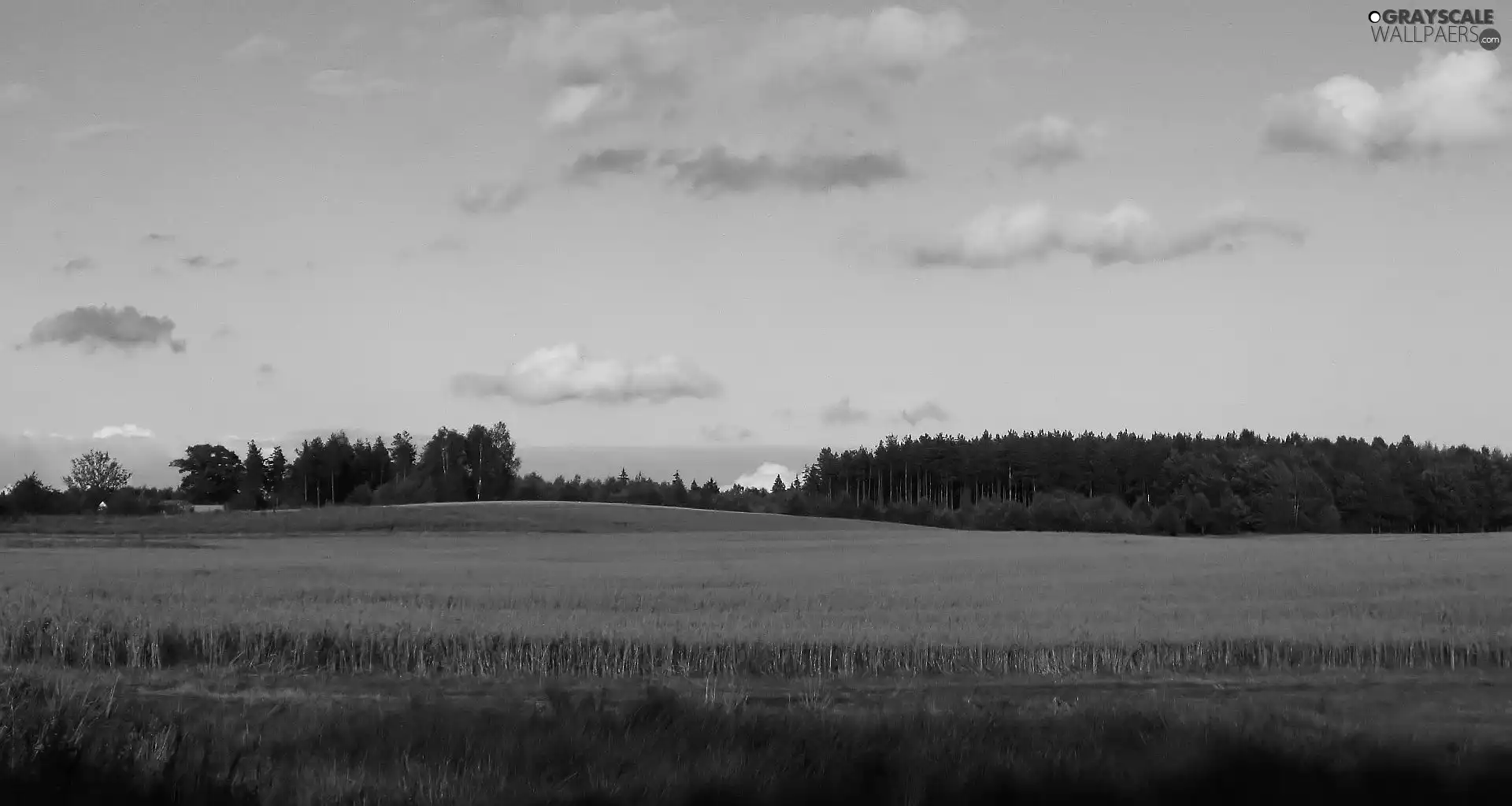 forest, Field, autumn