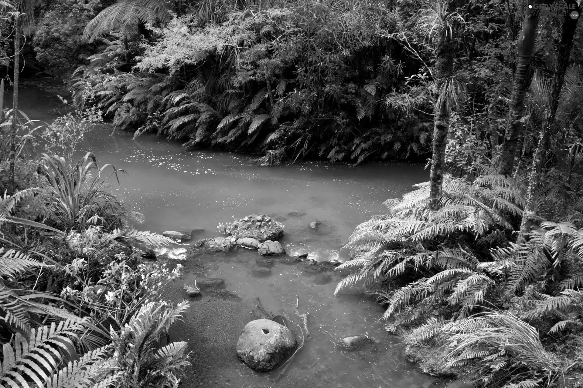 brook, forest