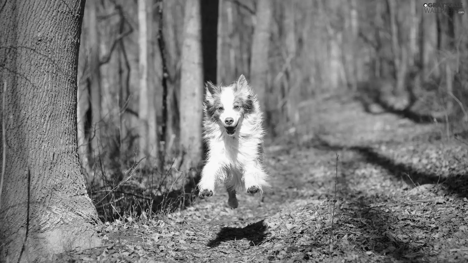 forest, running, dog