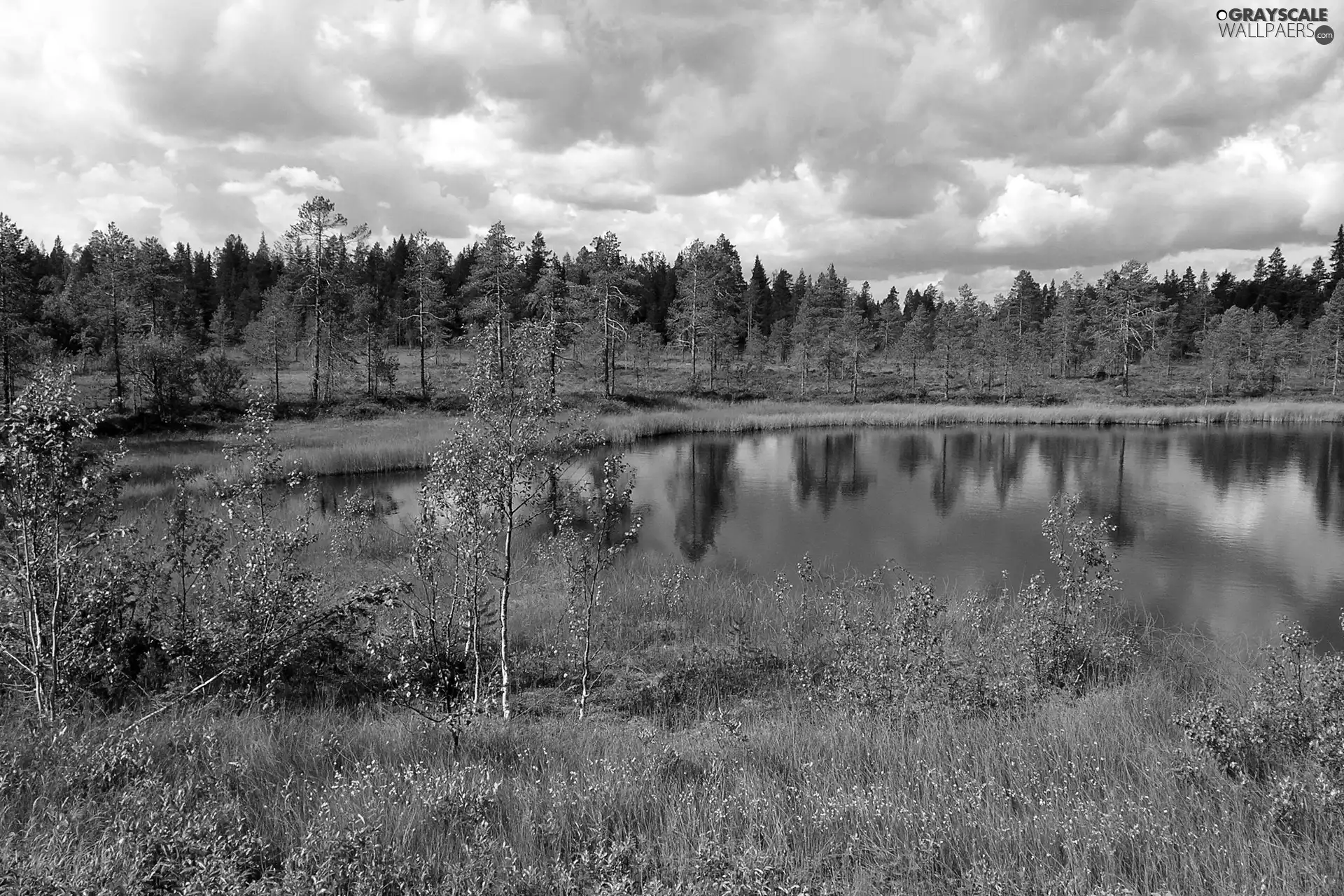 forest, lake, Meadow