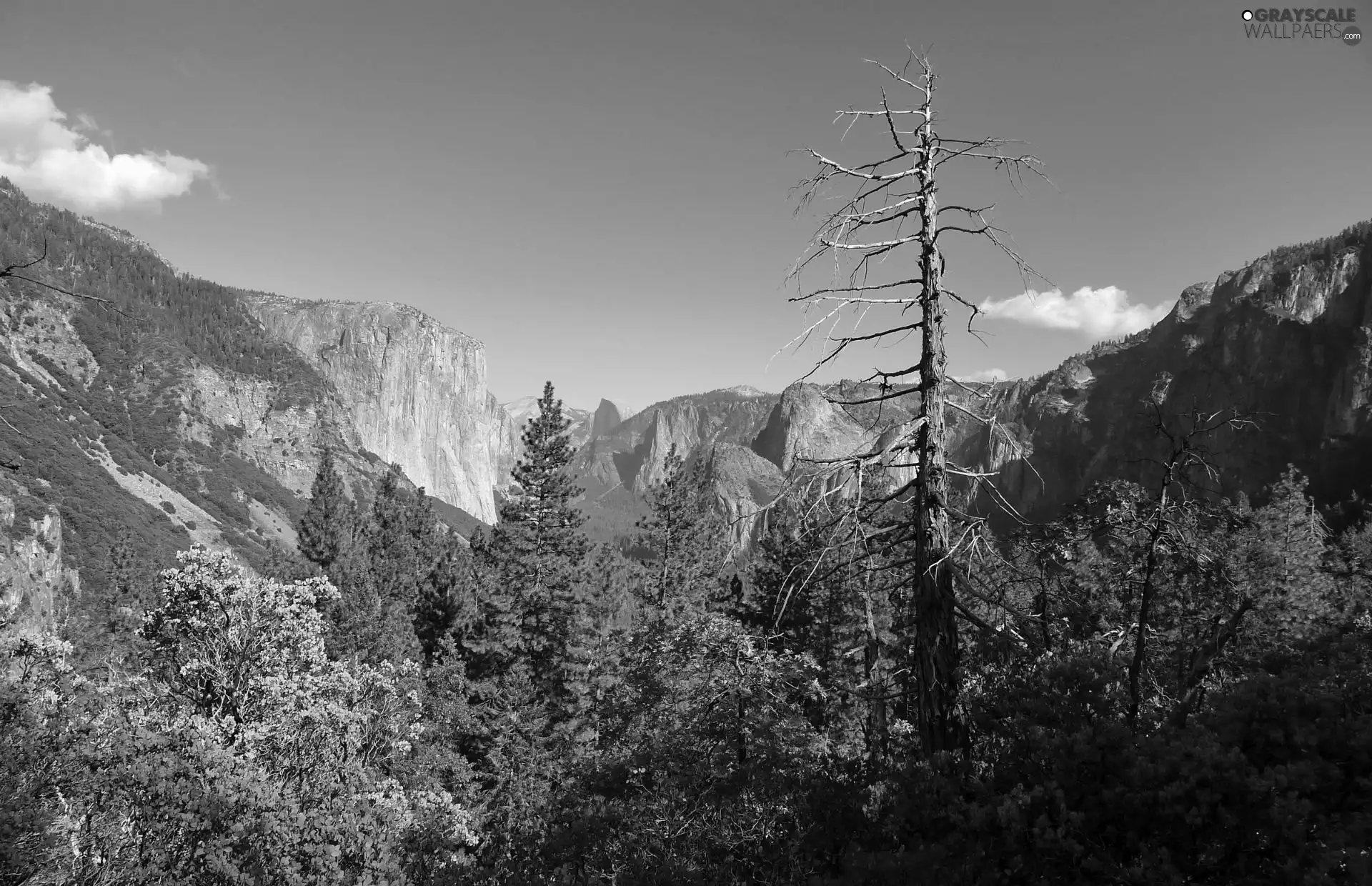 Mountains, forest