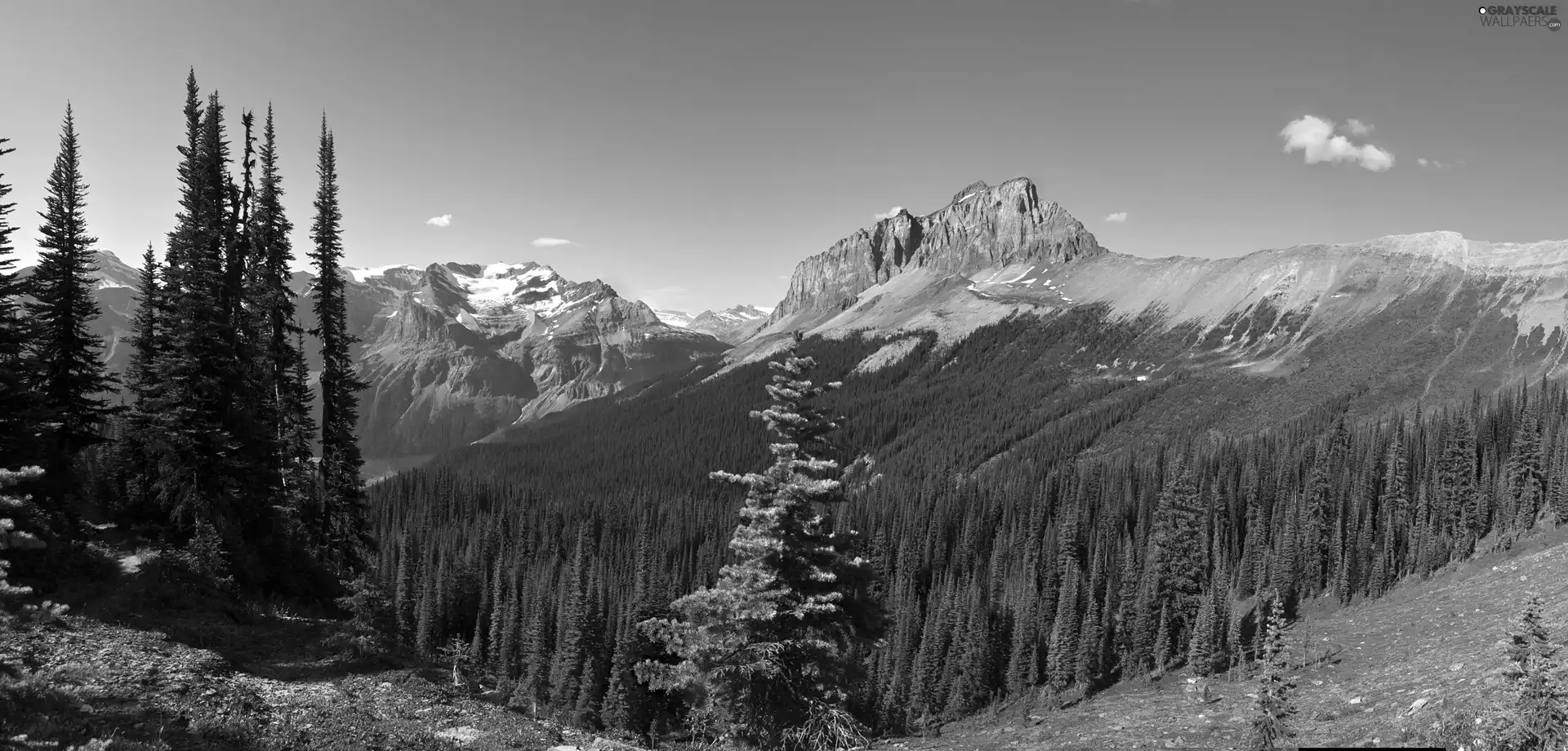 Mountains, forest