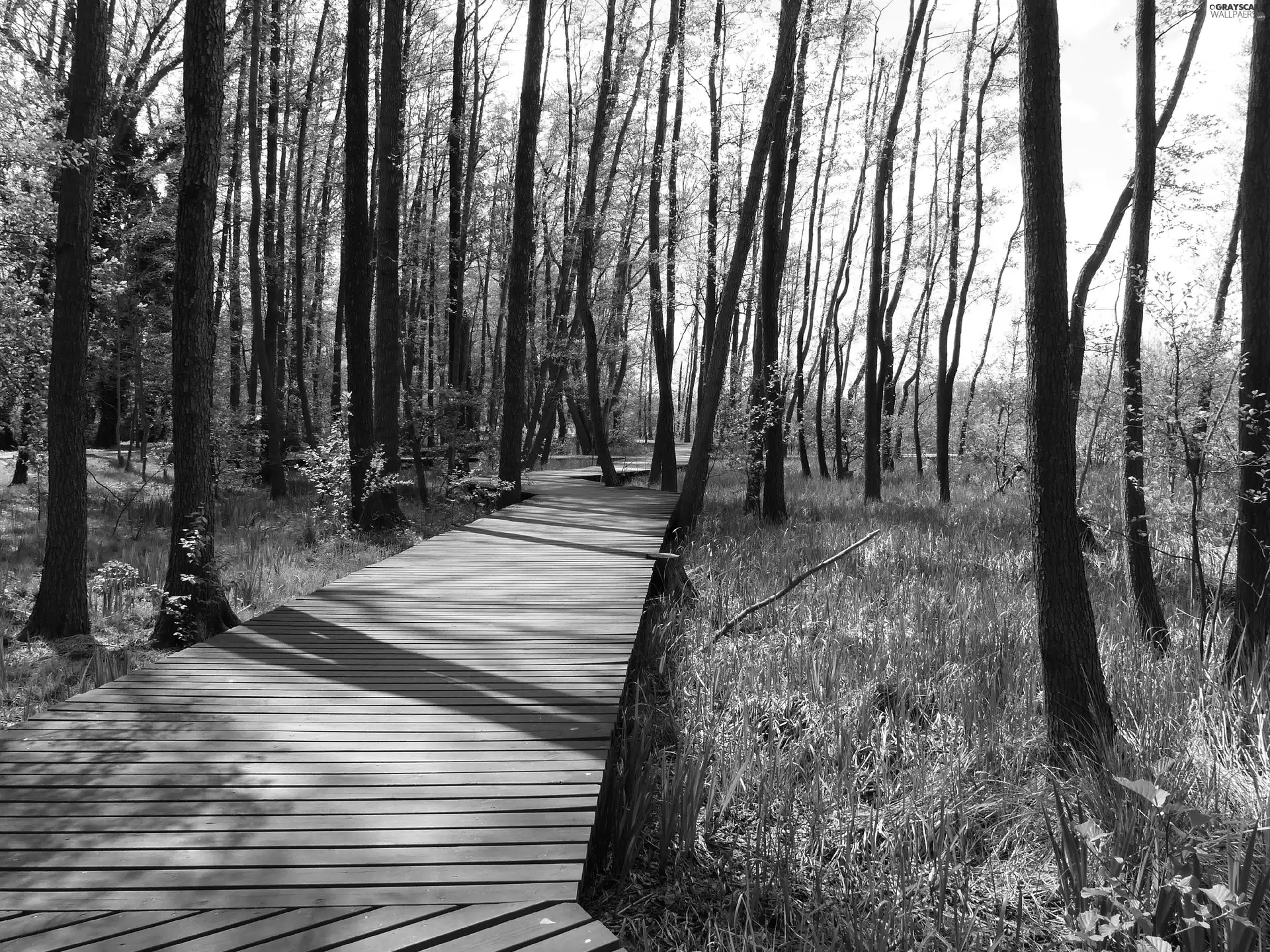 Platform, forest