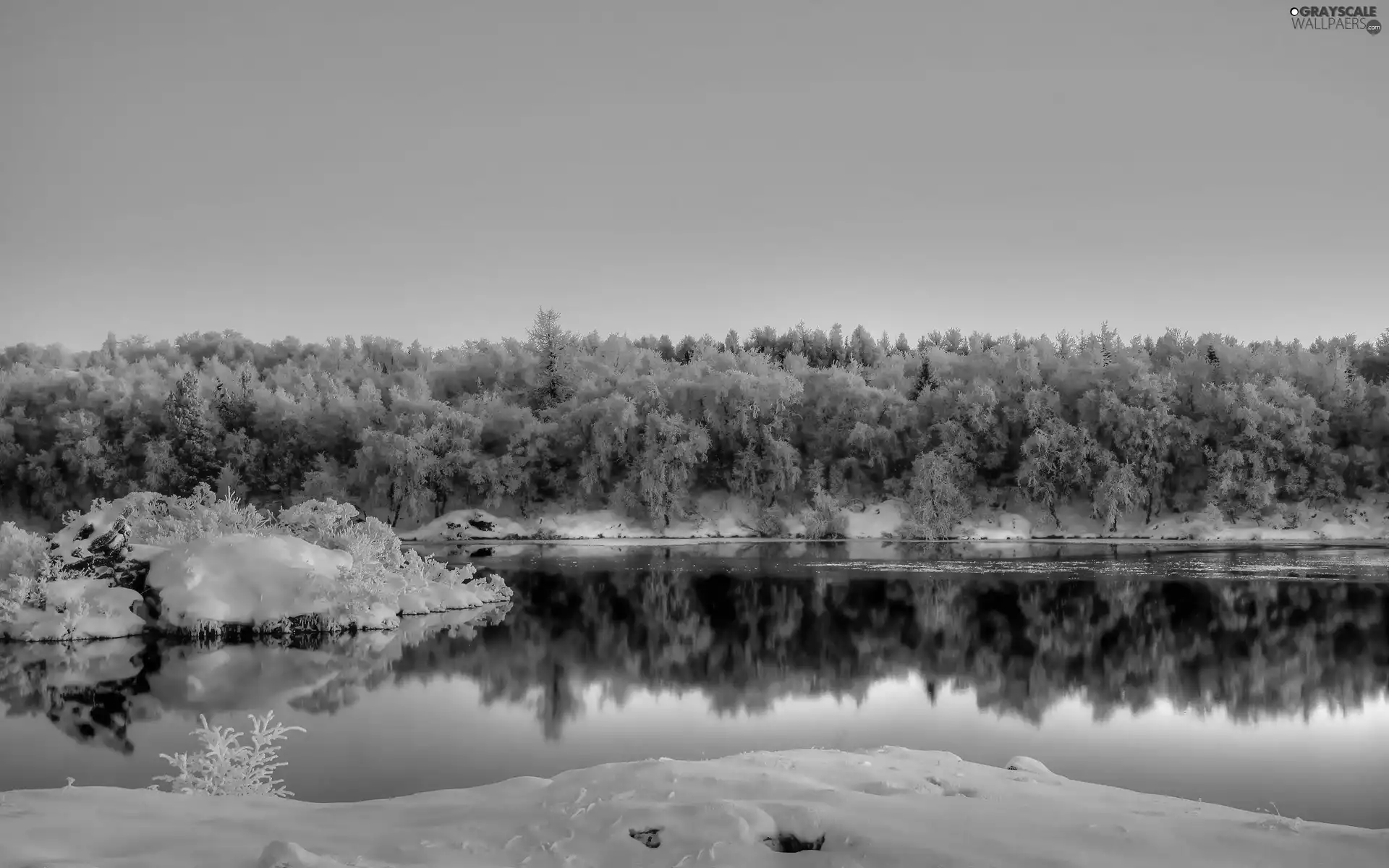 forest, lake, reflection