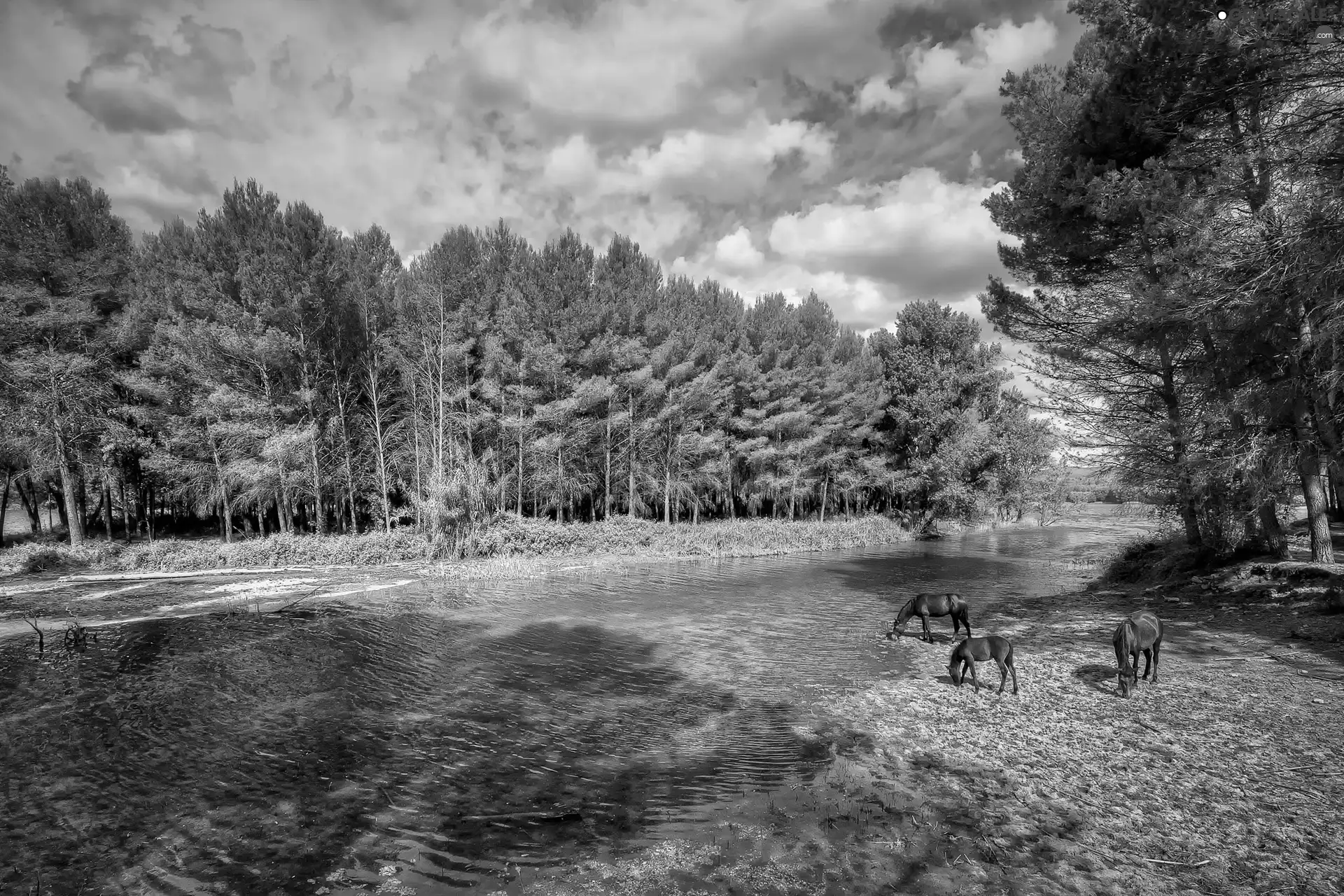 forest, bloodstock, River