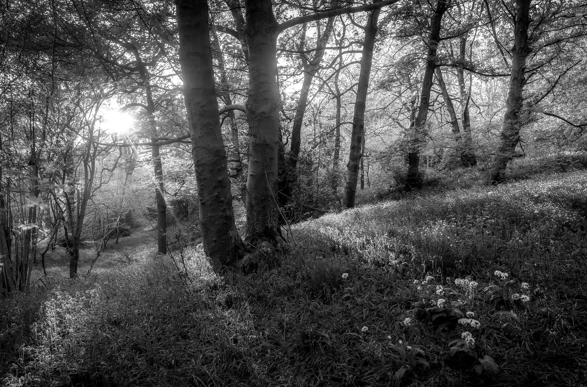 Grayscale Blue, Flowers, Spring, light breaking through sky, forest ...