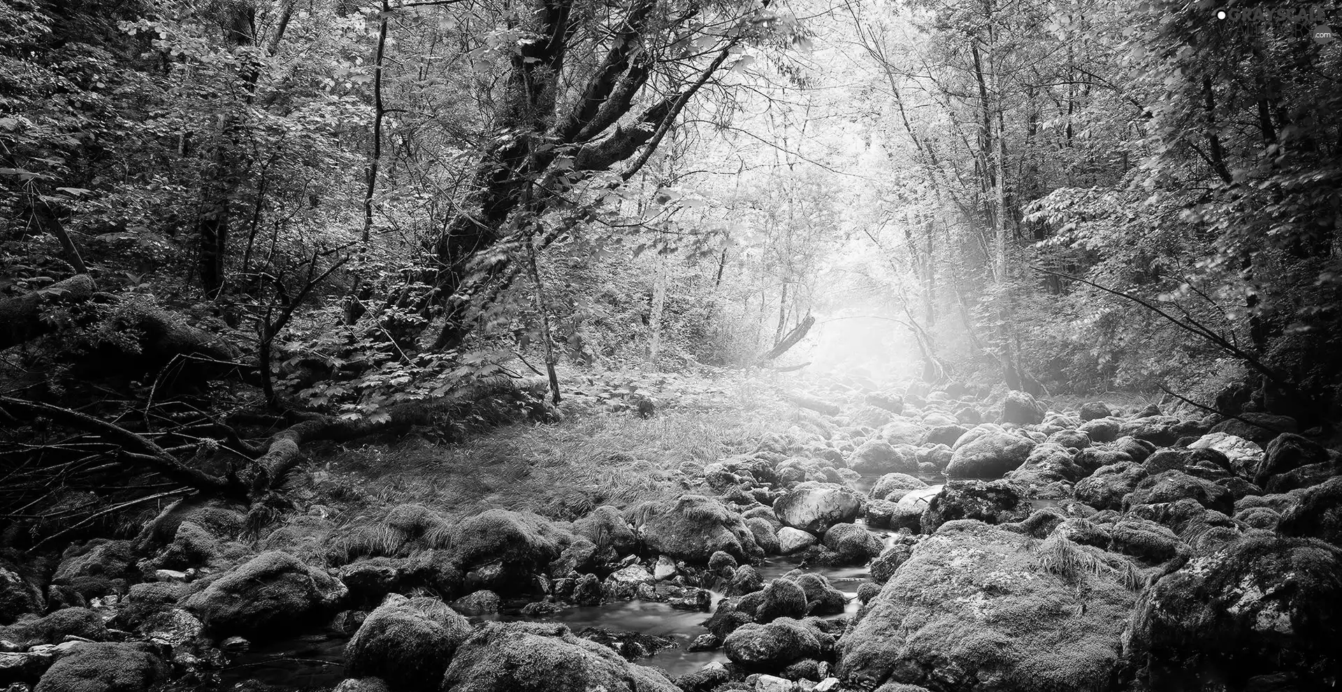 stream, Stones, forest, mossy