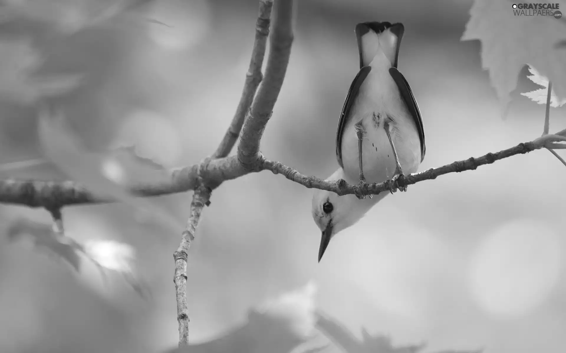 birdies, forest, oriole, trees