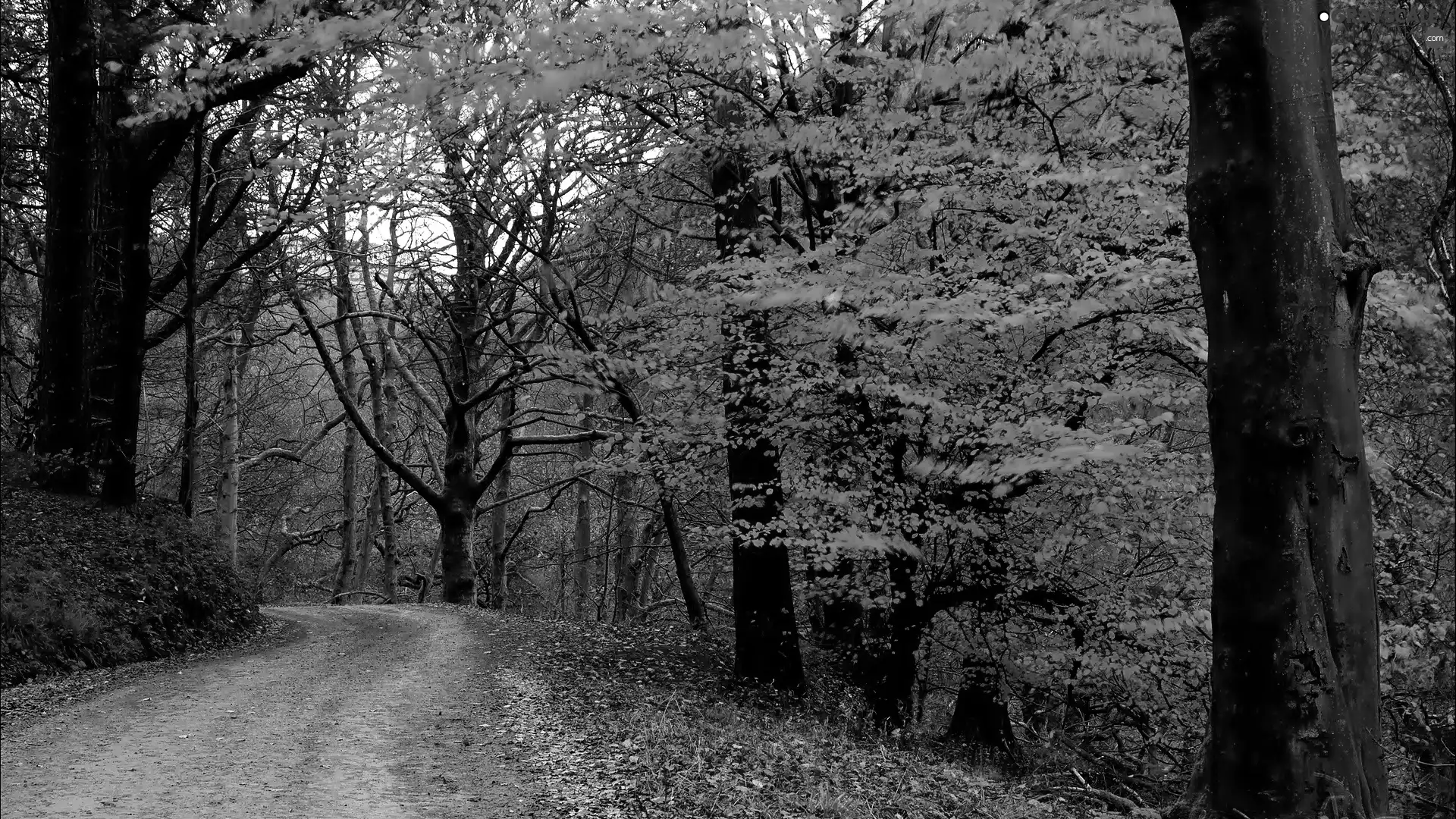 forest, autumn, Way