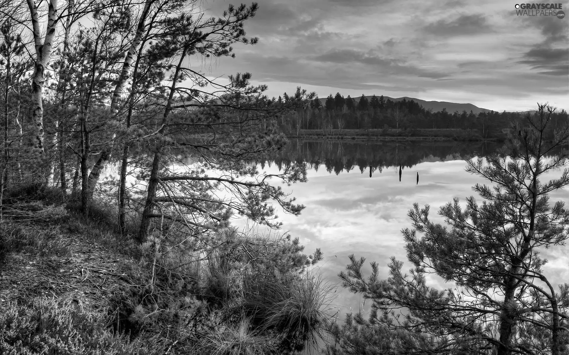 west, lake, forest, sun