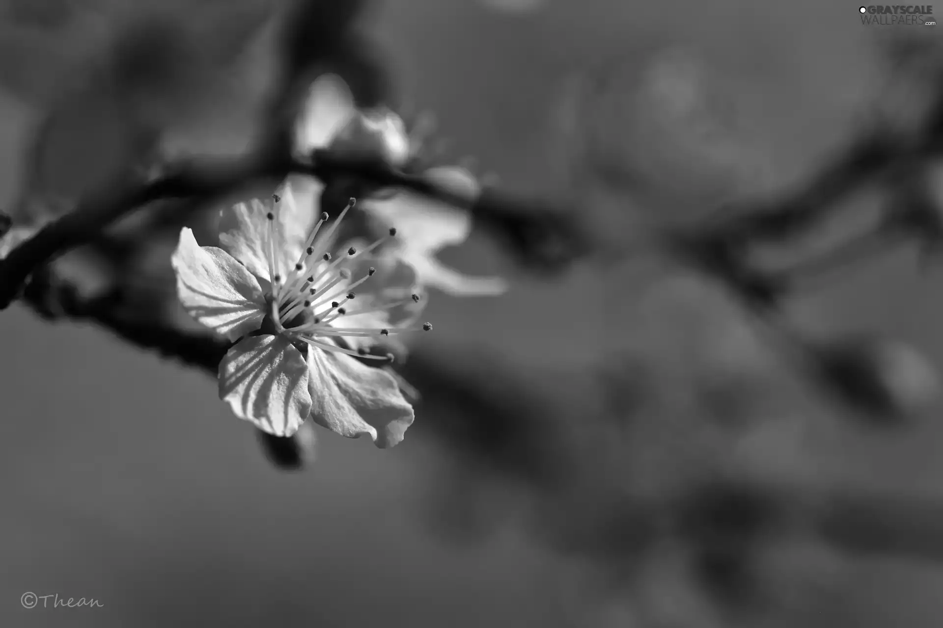 White, trees, fruit, Colourfull Flowers