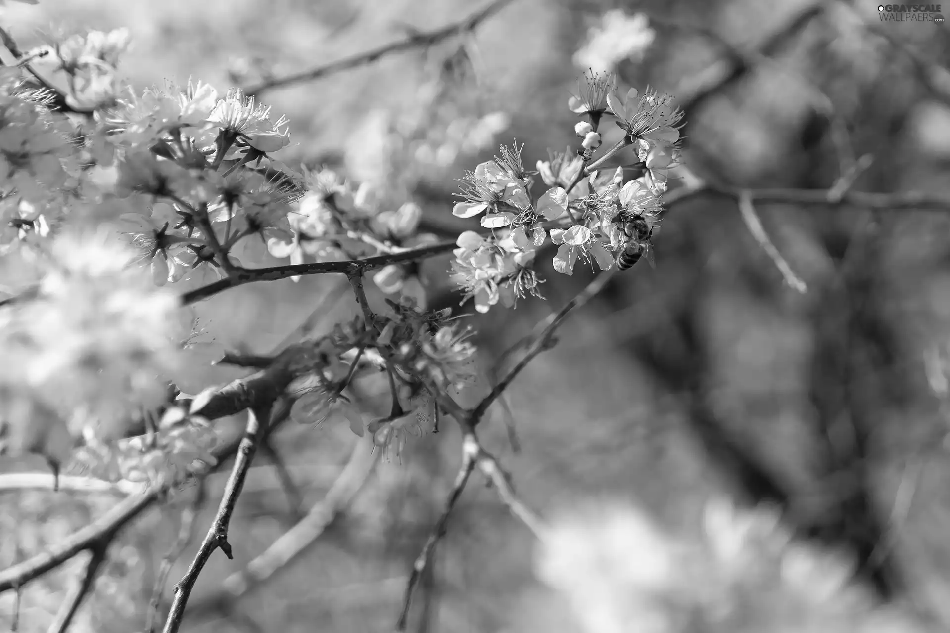 Twigs, rapprochement, Flowers, Fruit Tree, Pink