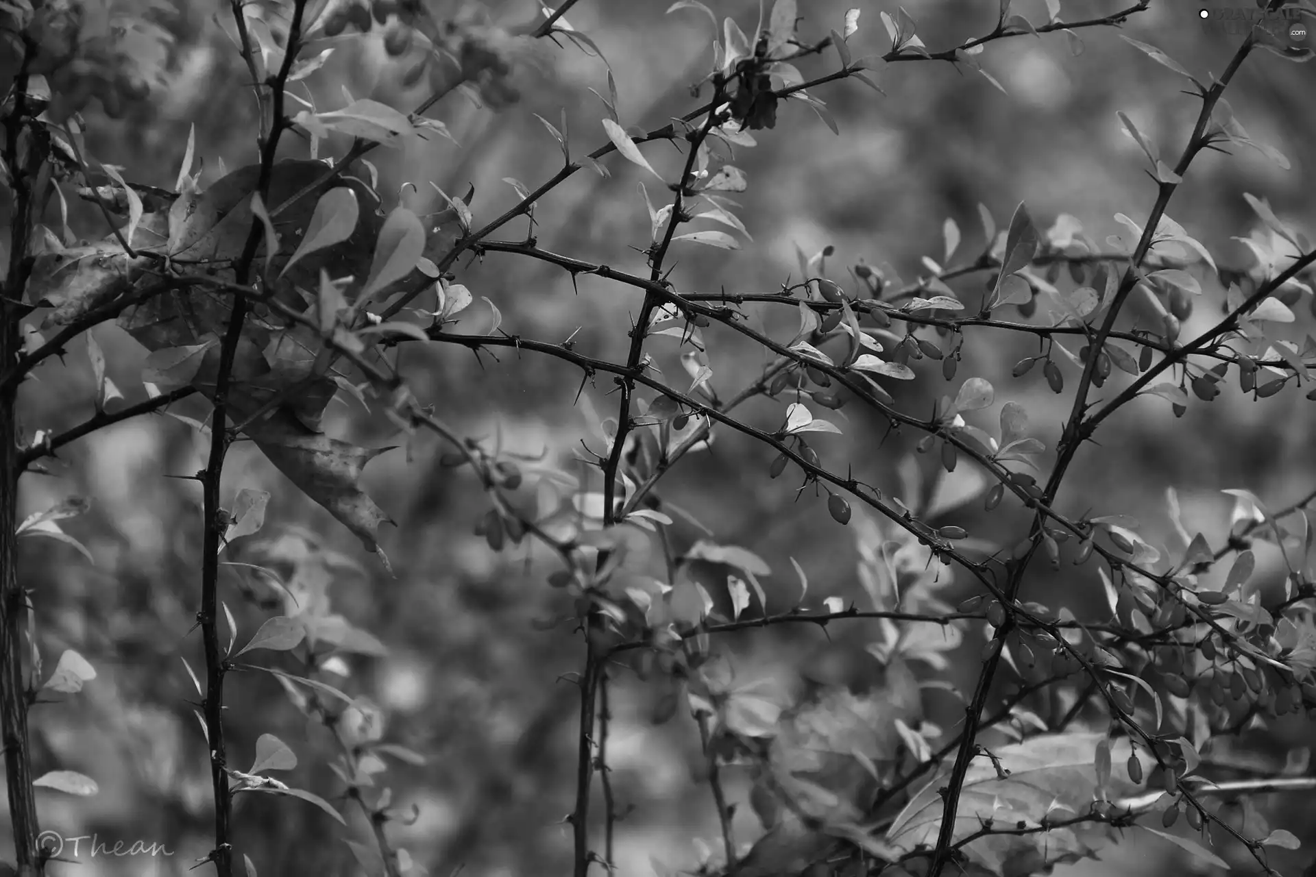 Red, Spikes, Fruits, Bush