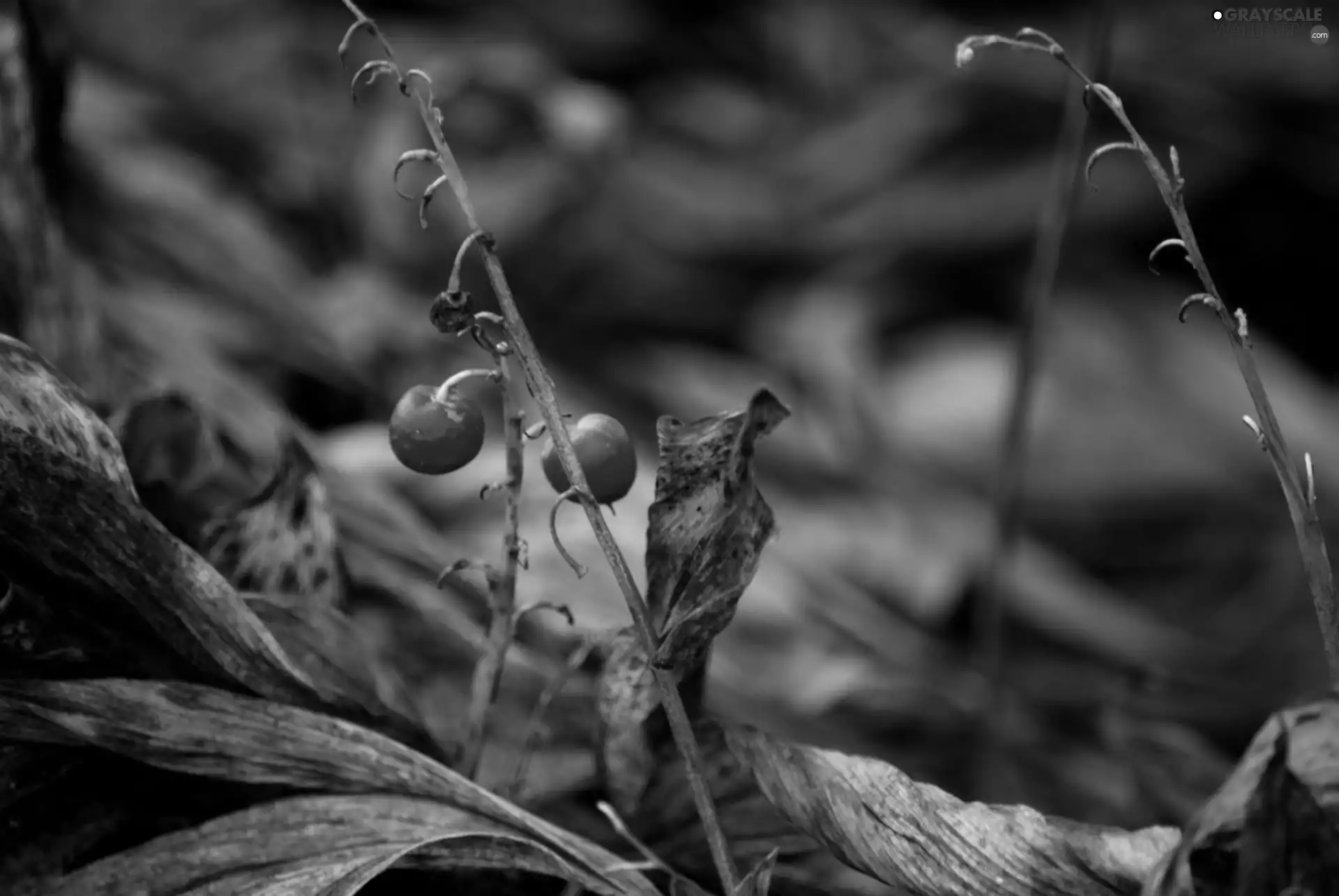 lily of the Valley, Fruits