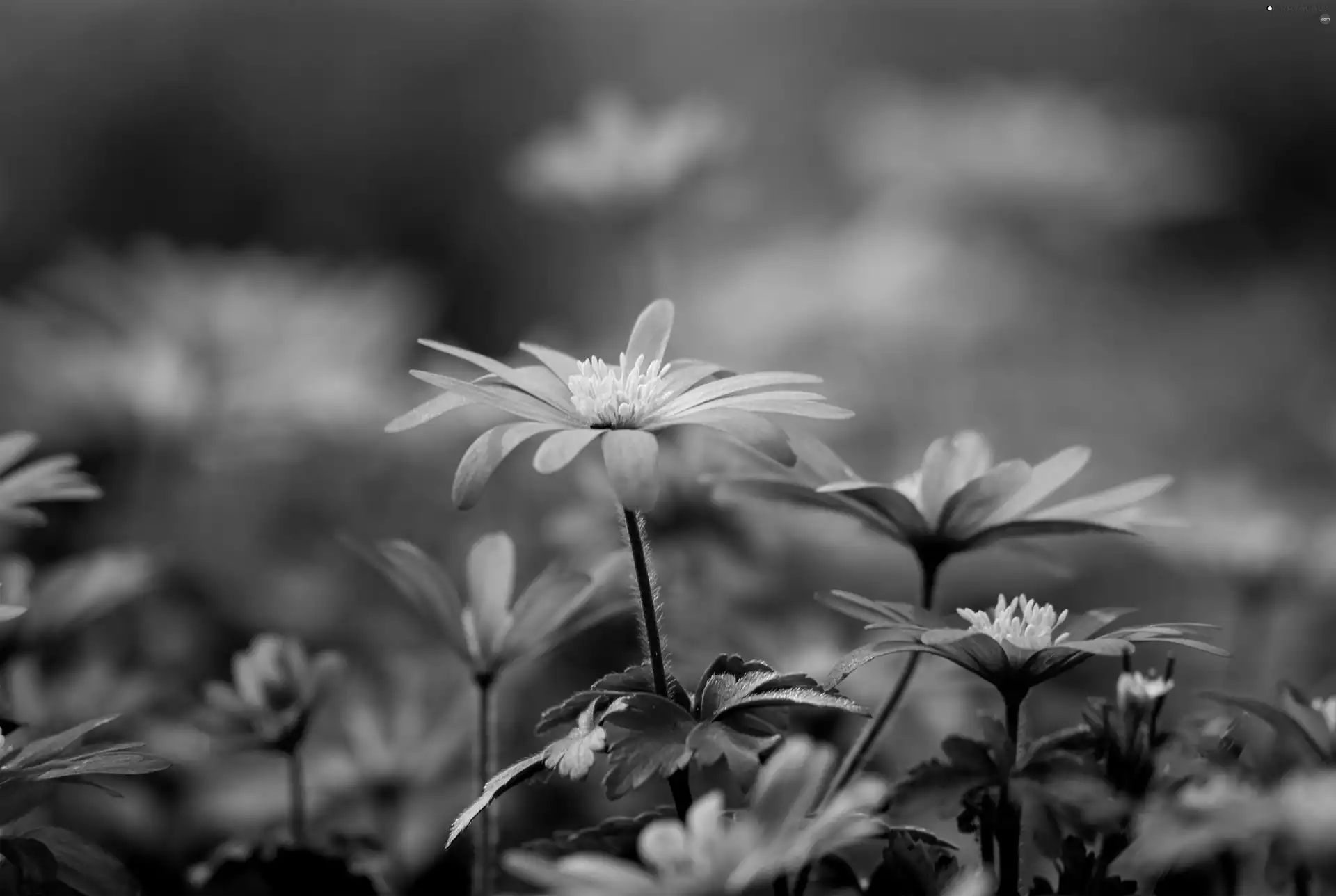 Garden, Blue, flowers