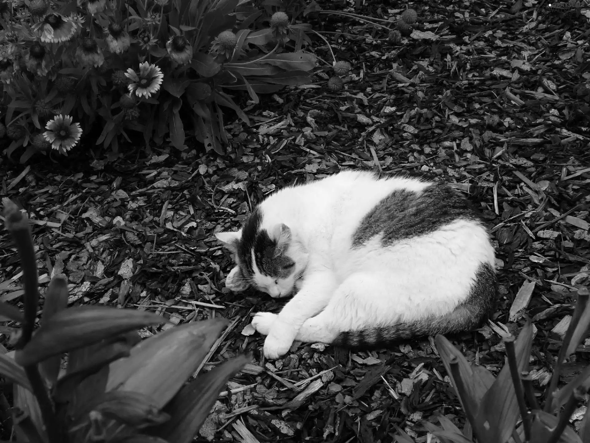 Garden, sleepy, kitten