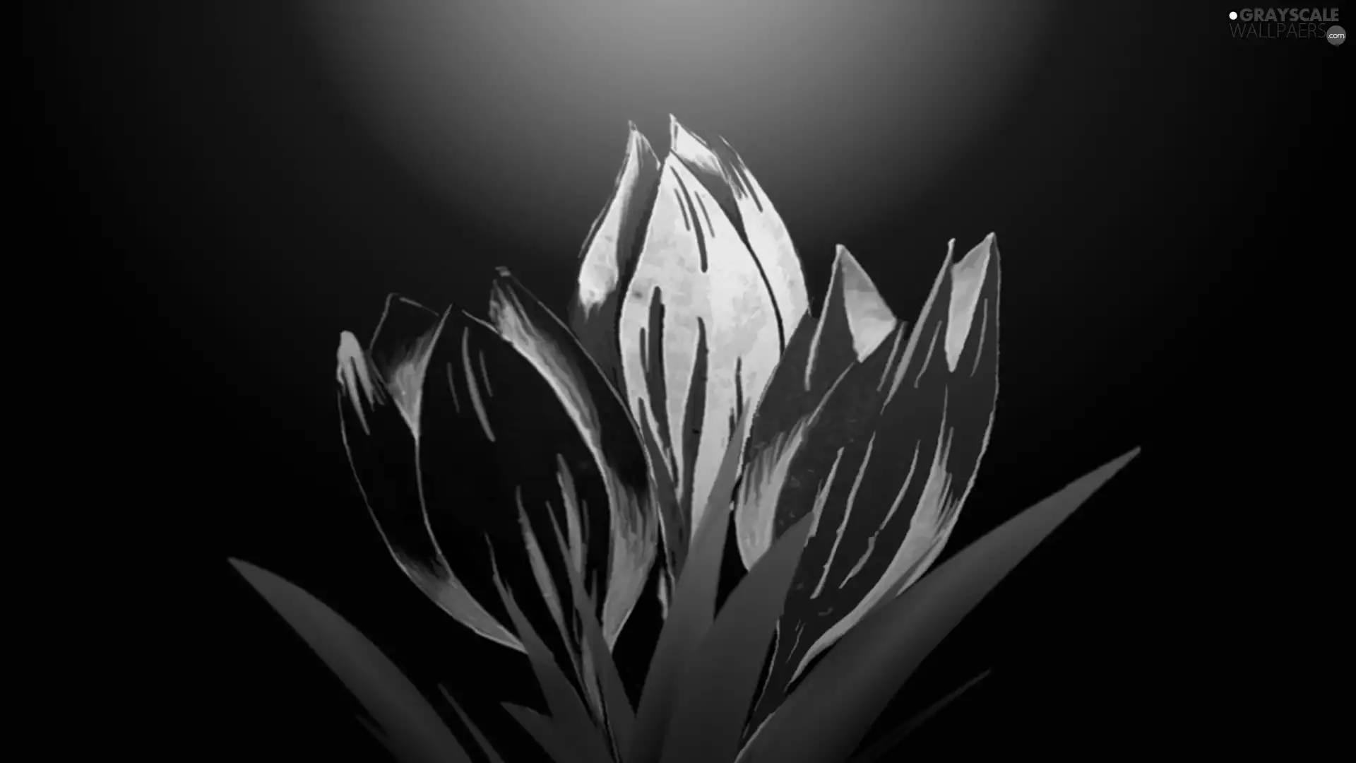 Tulips, graphics