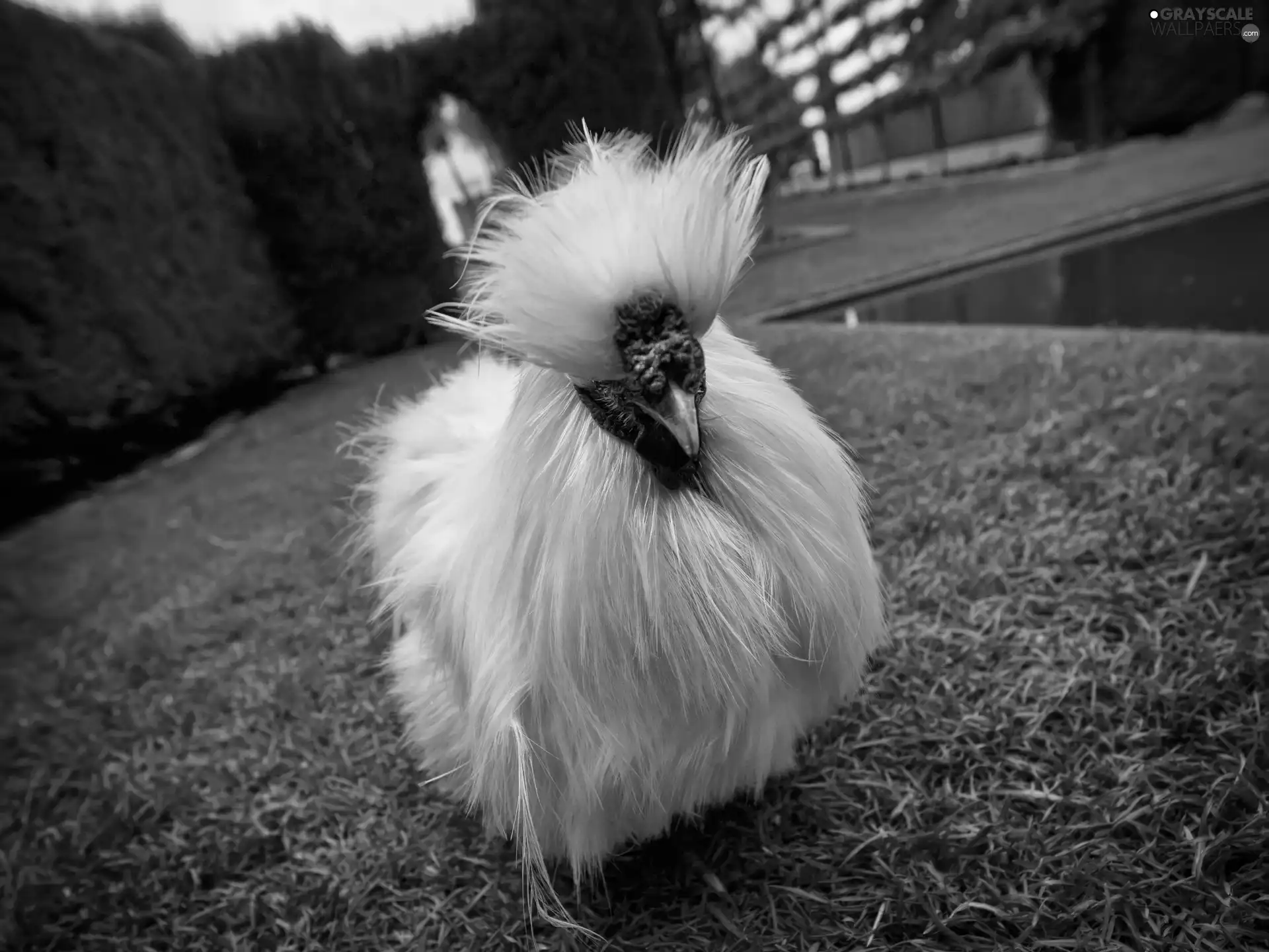 grass, White, Bird