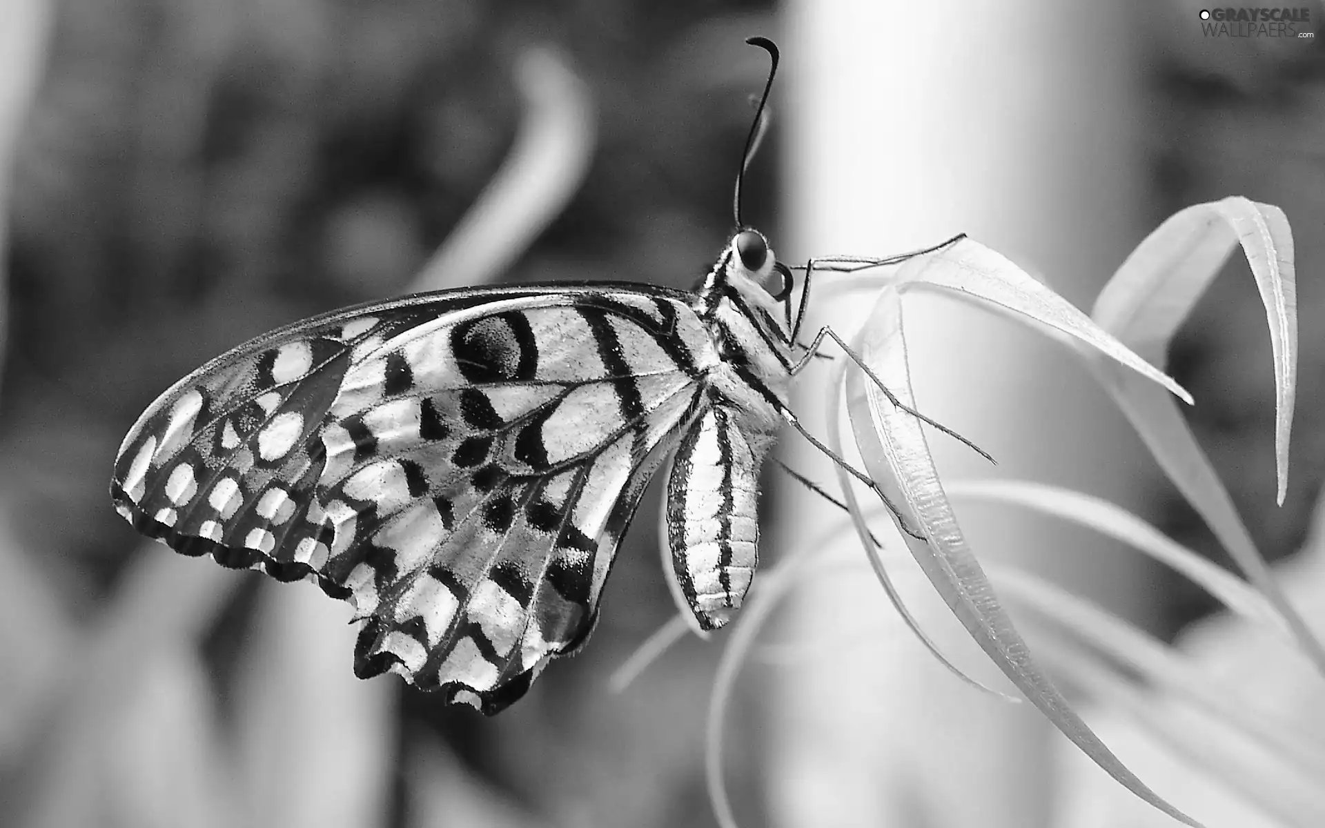 butterfly, grass