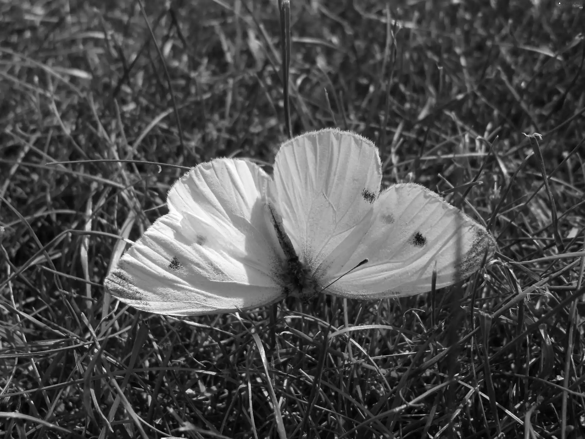 grass, butterfly, Cabbage