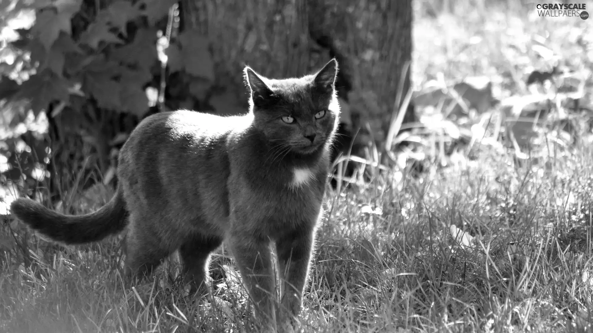 grass, Gray, cat