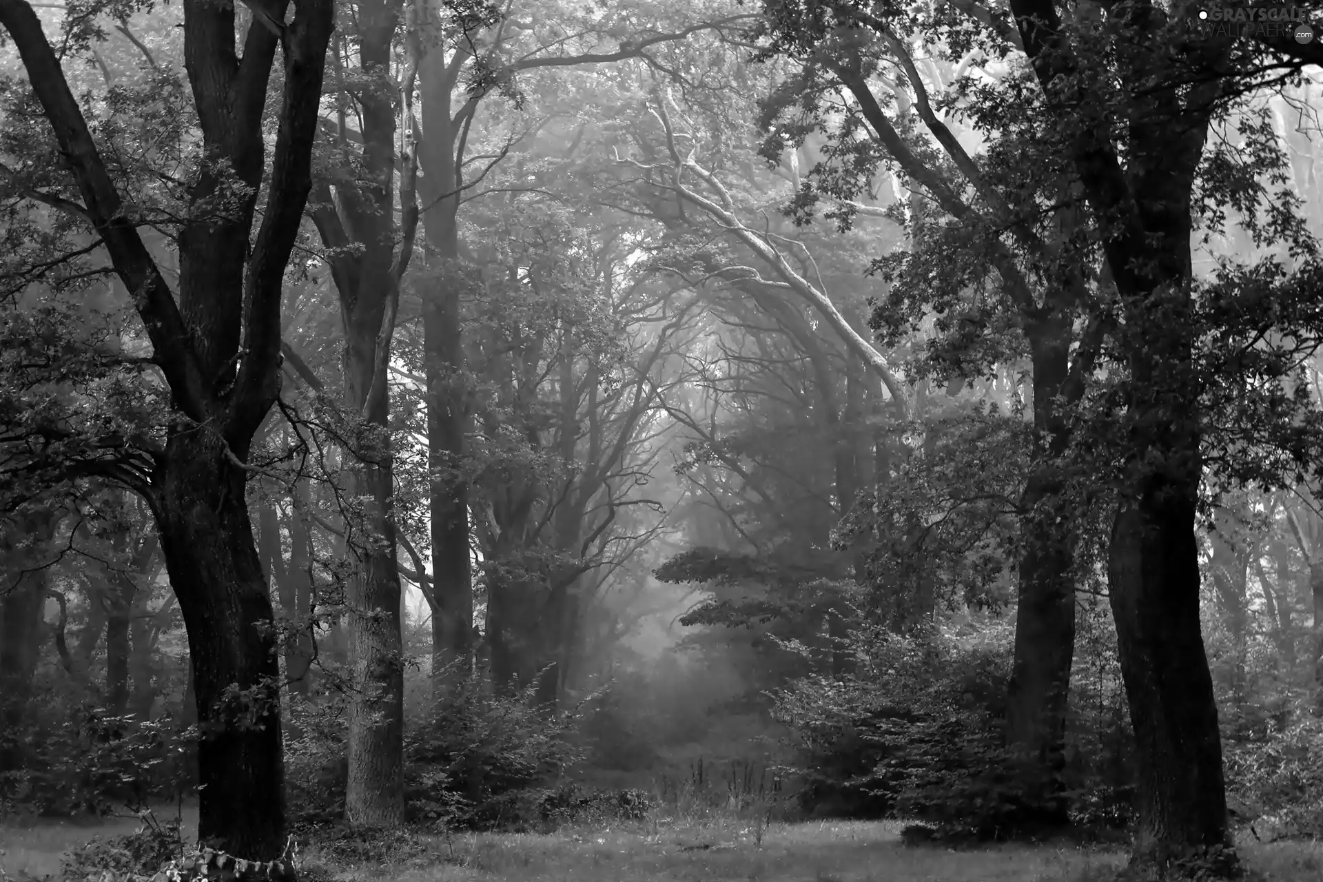 grass, forest, viewes, Bush, trees