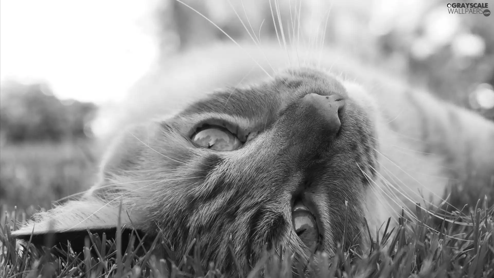 ginger, an, grass, cat