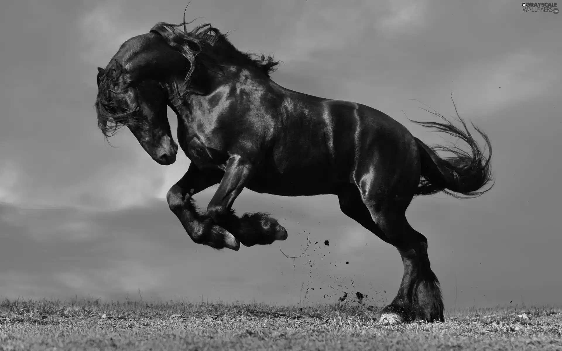 grass, Black, Horse