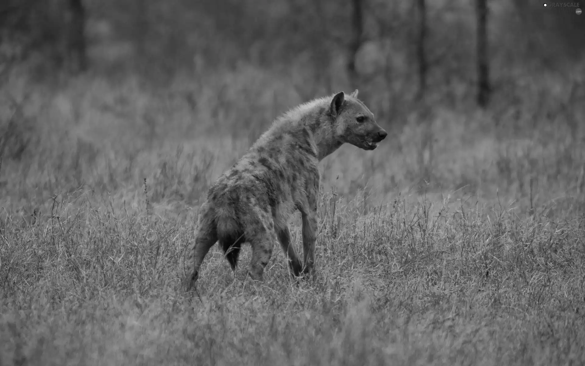 hyena, grass