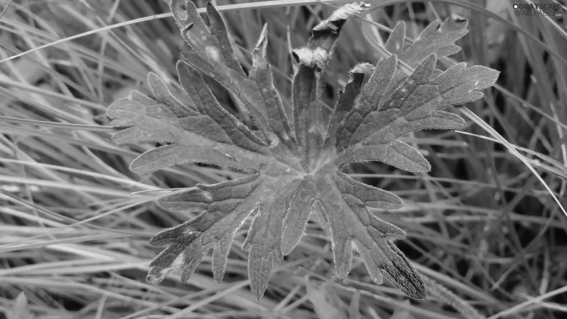 grass, Autumn, leaf