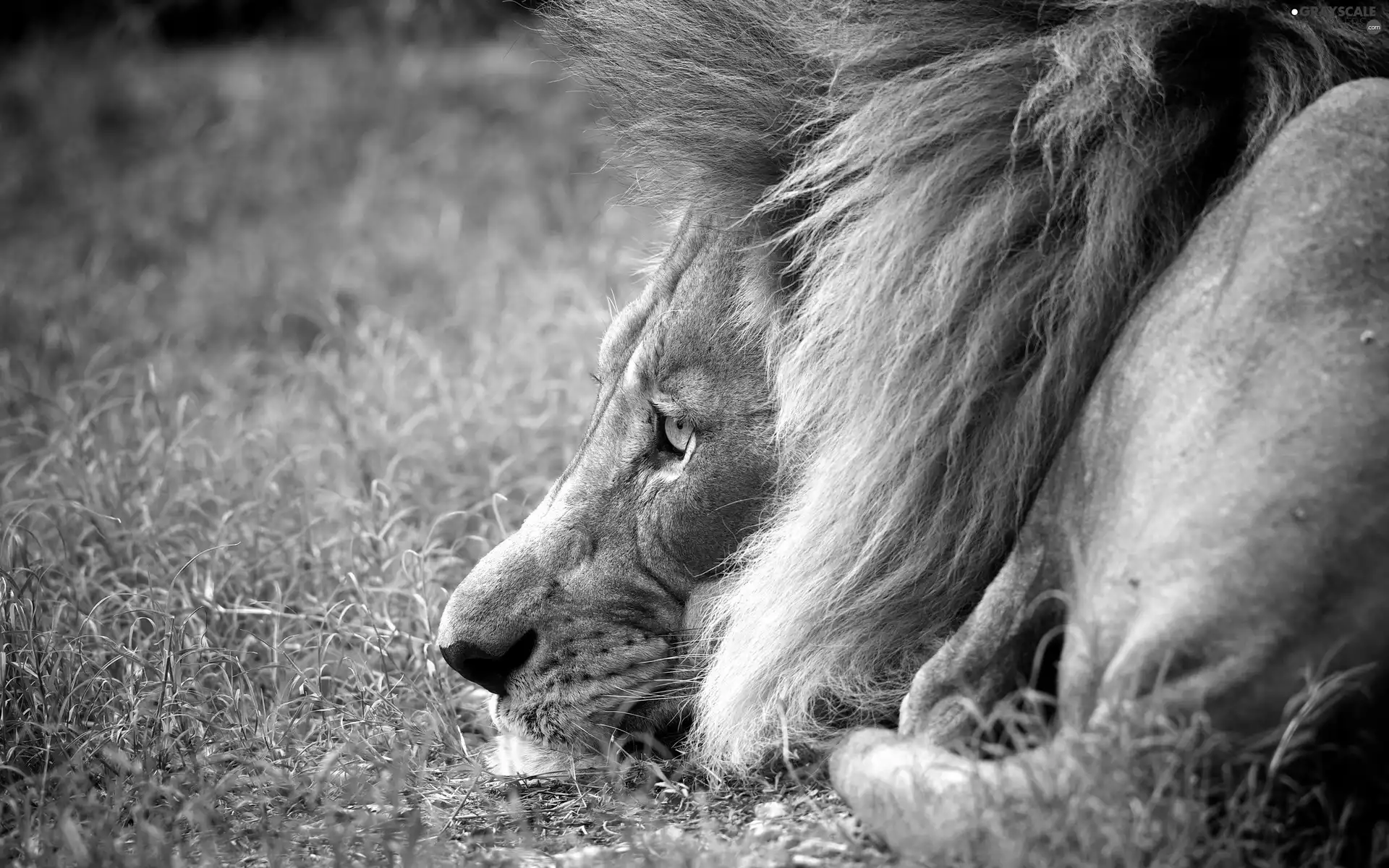 Lion, grass