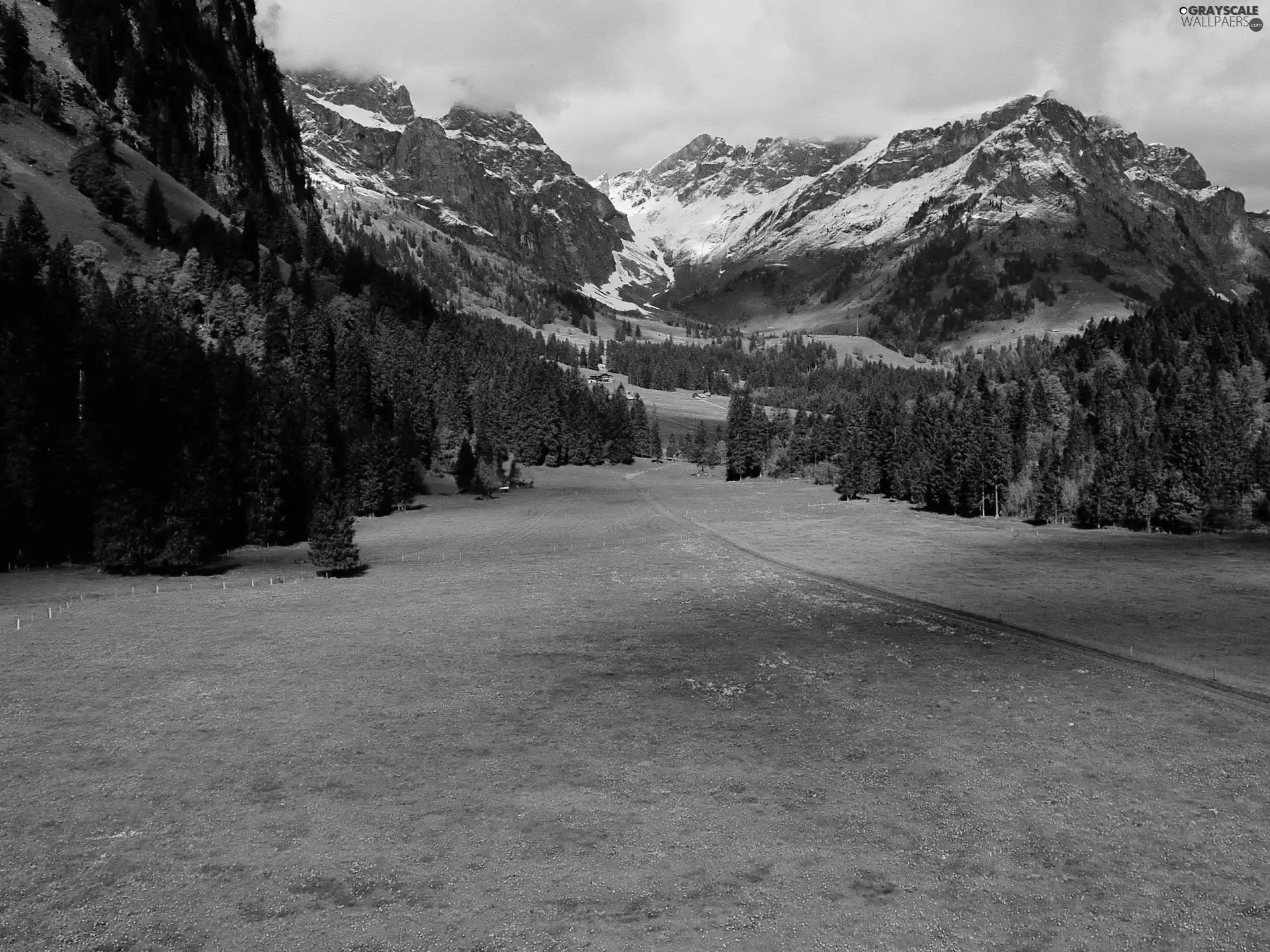 Mountains, coniferous, grass, forest