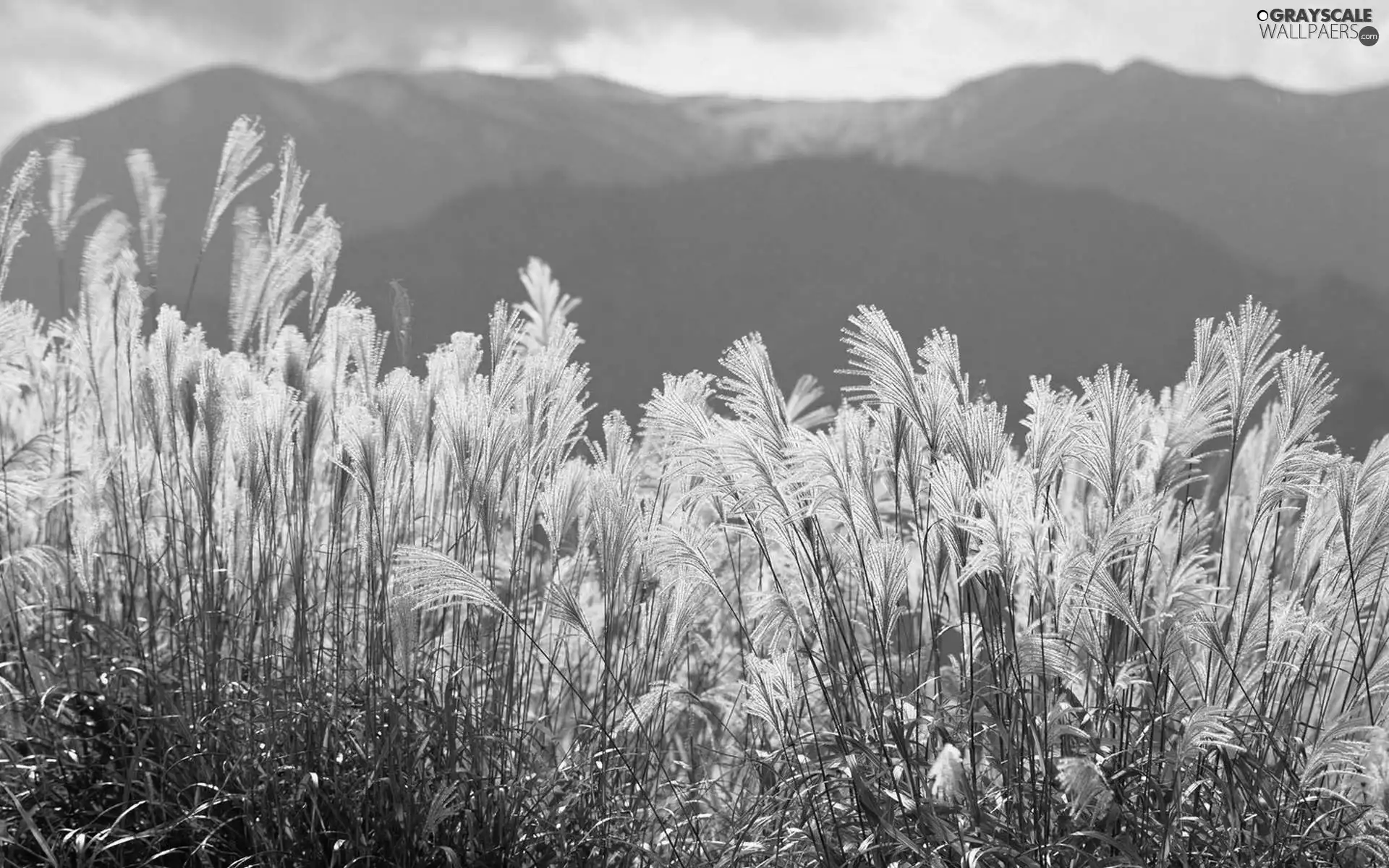 Mountains, grass