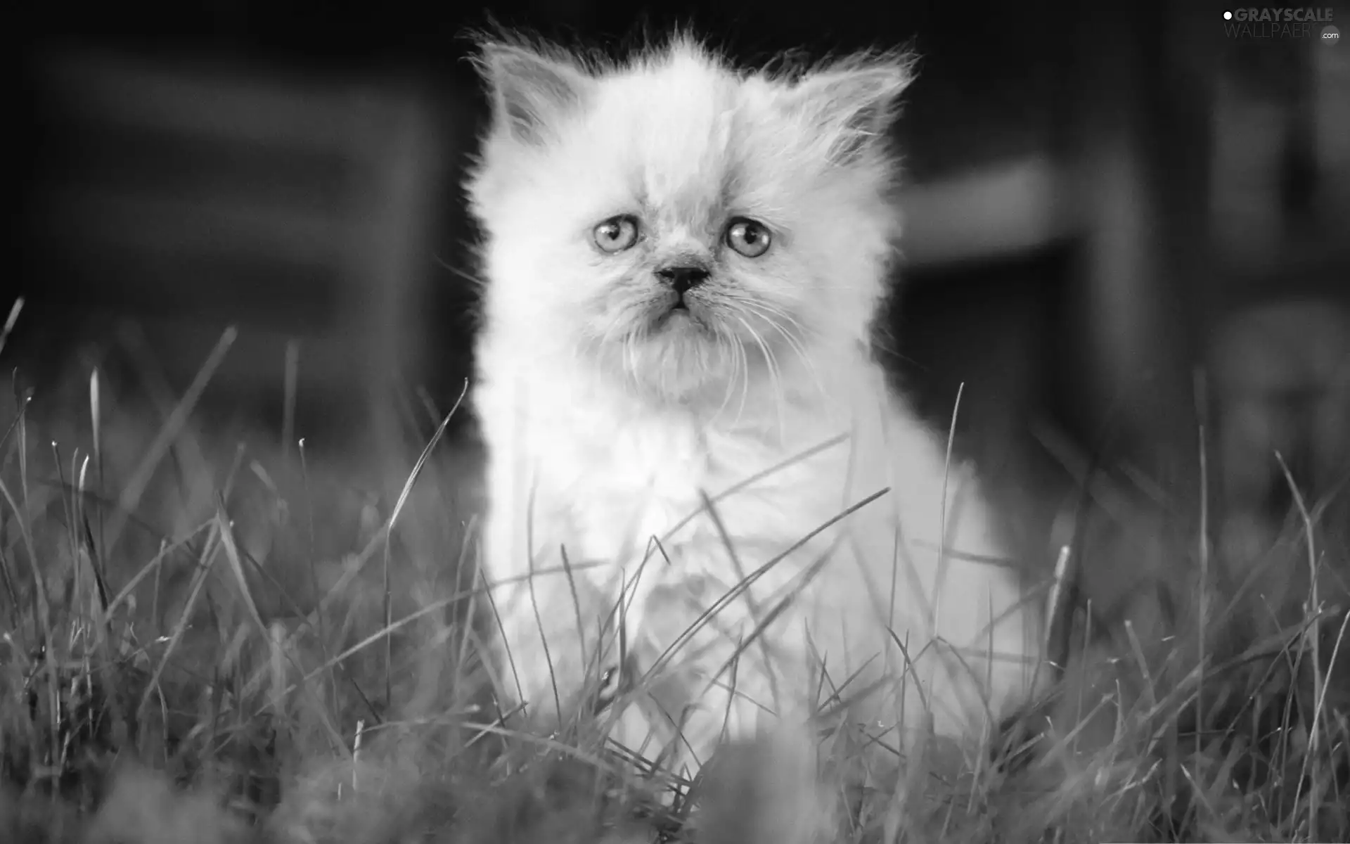 grass, kitten, persian