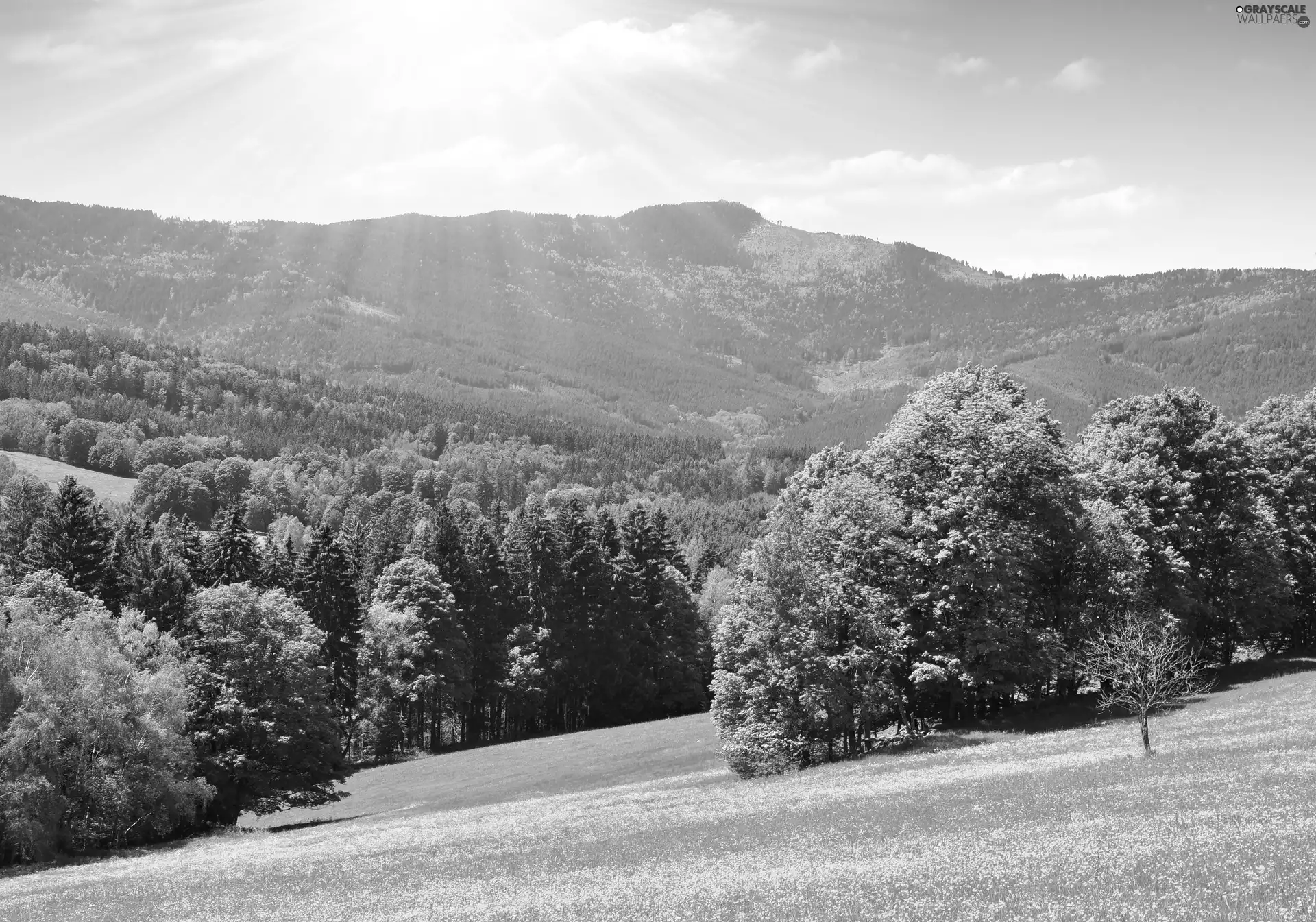 sun, forest, grass, rays