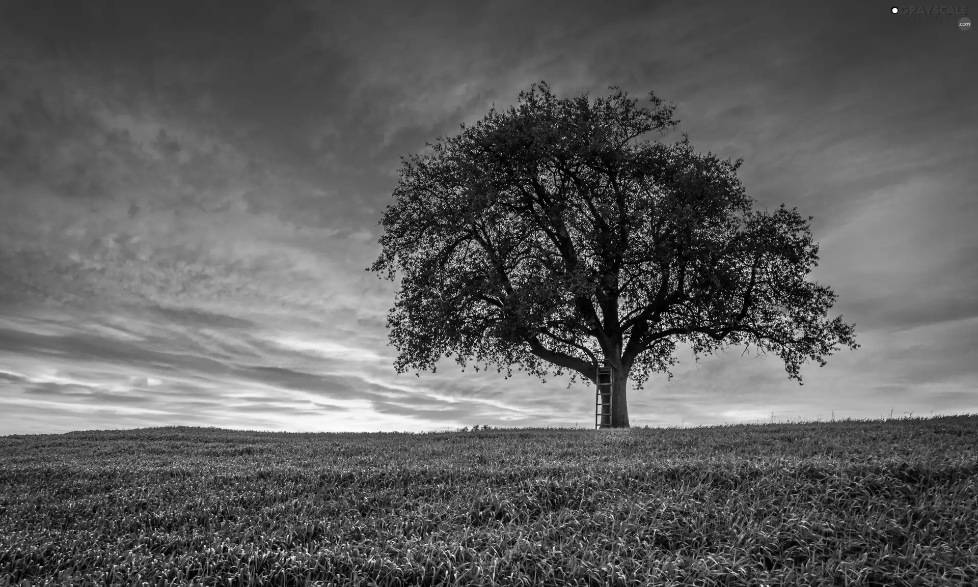 west, trees, grass, sun