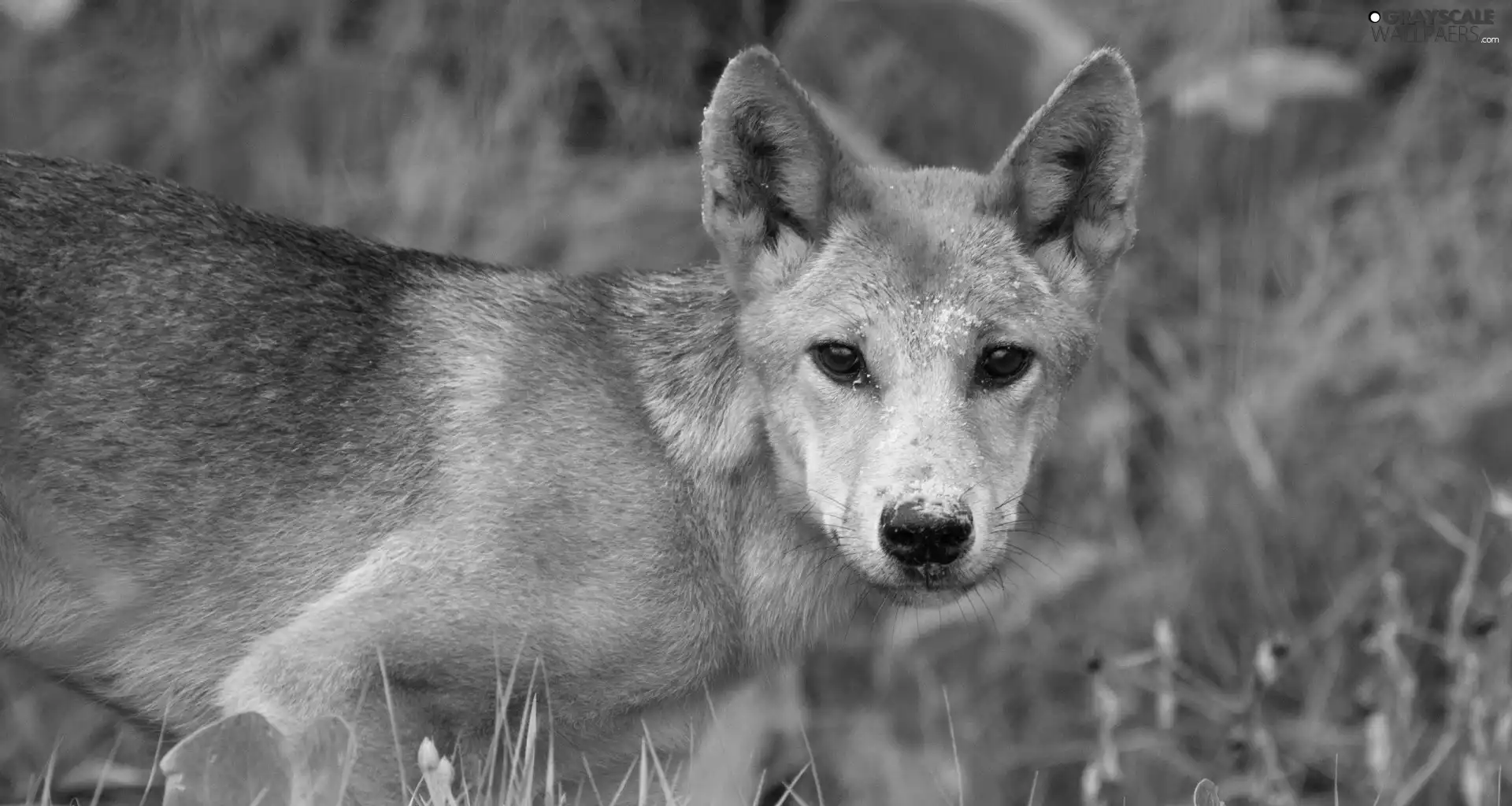 wild, dingo, grass, dog