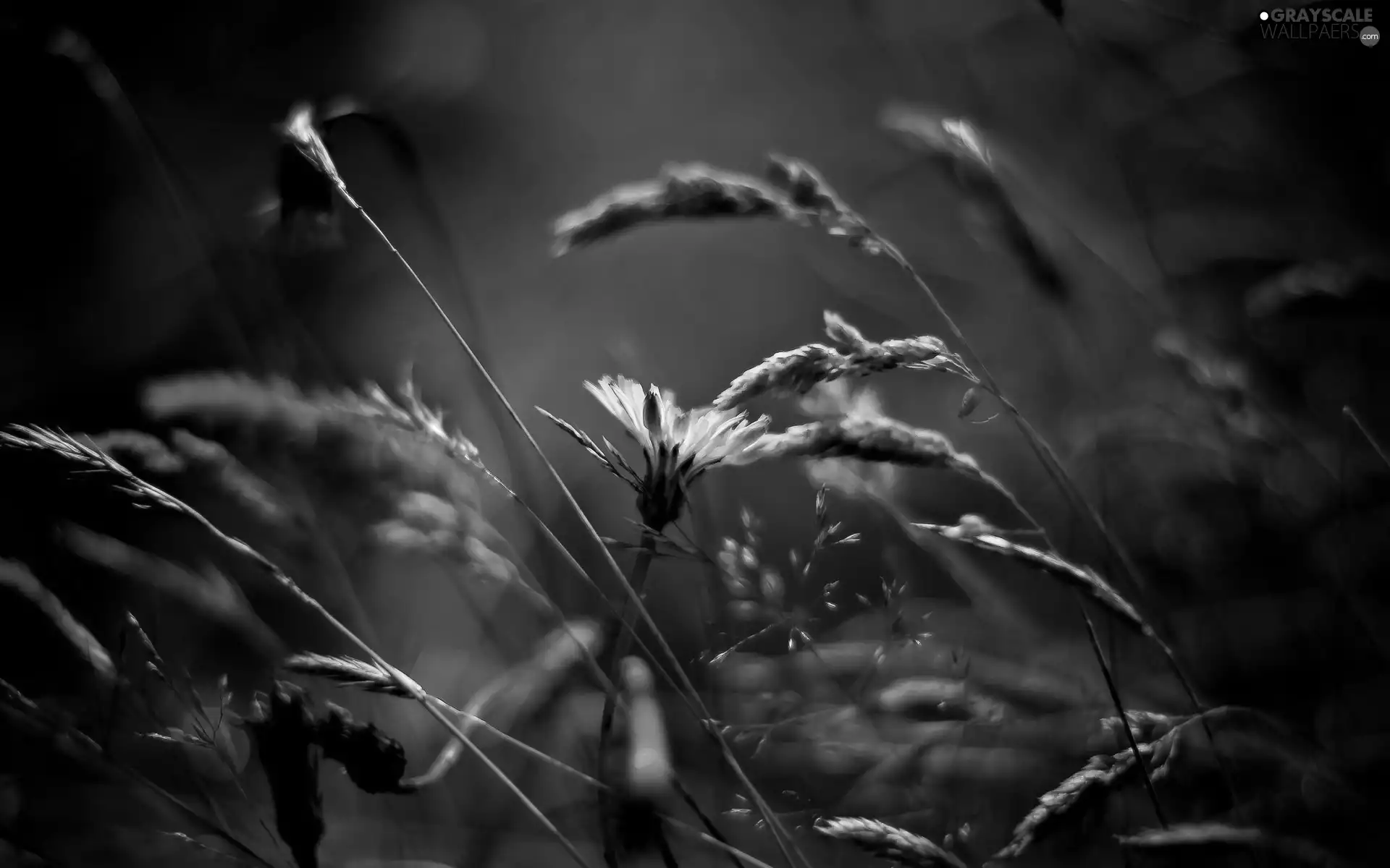 grass, Dandelion Grasshopper