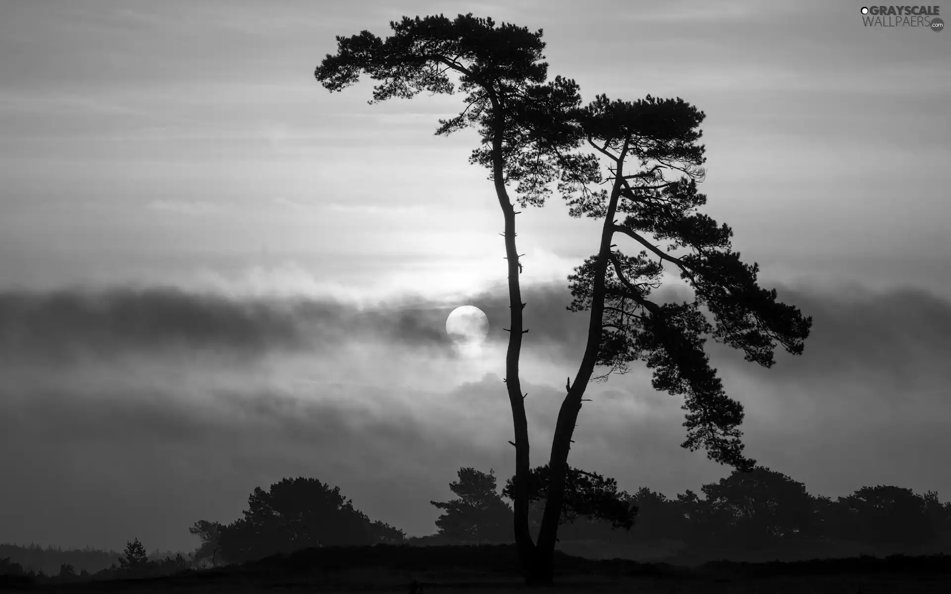 clouds, trees, Great Sunsets